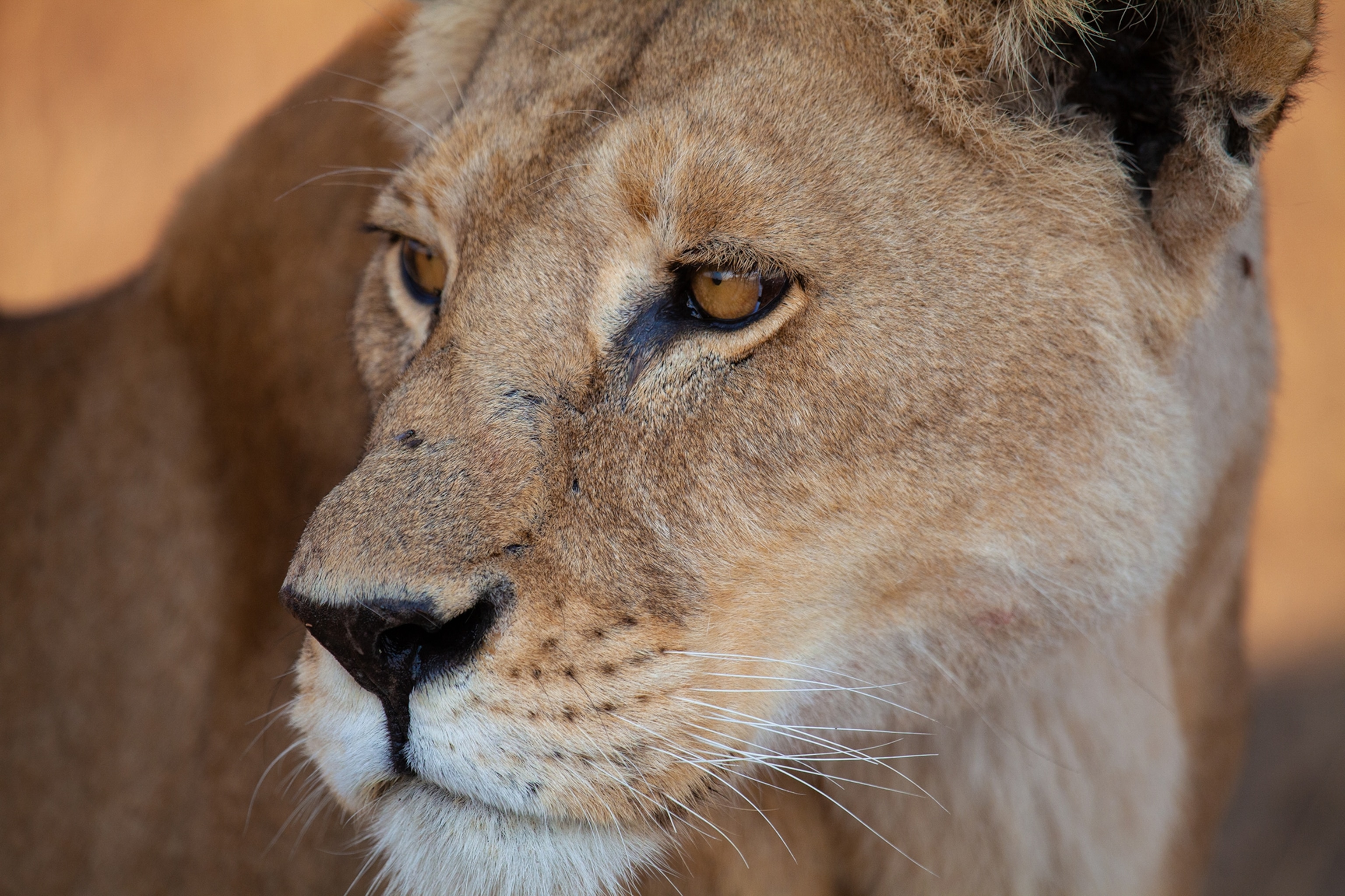 Lioness on the Serengeti close up.
