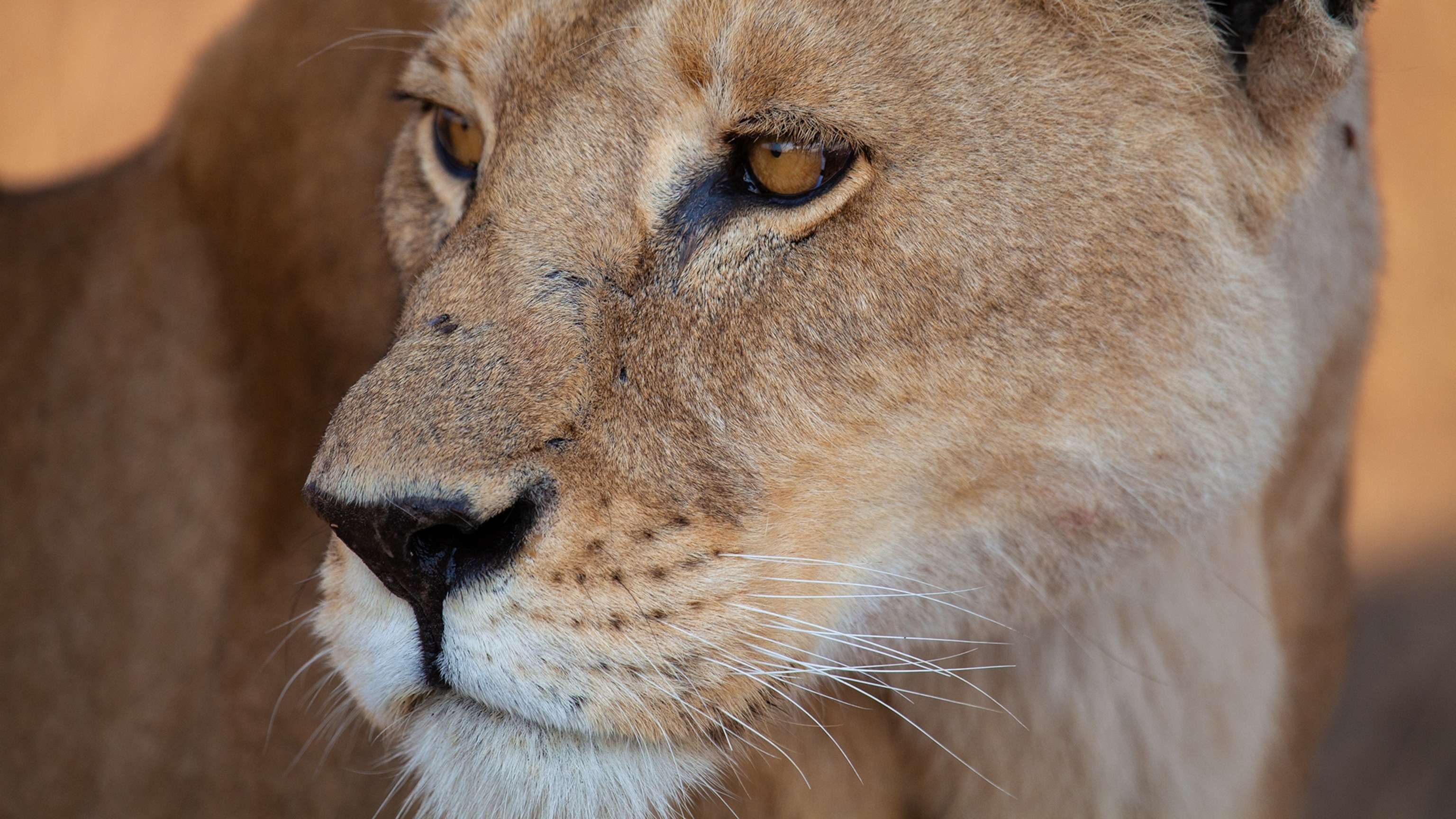 How to photograph wildlife on a safari