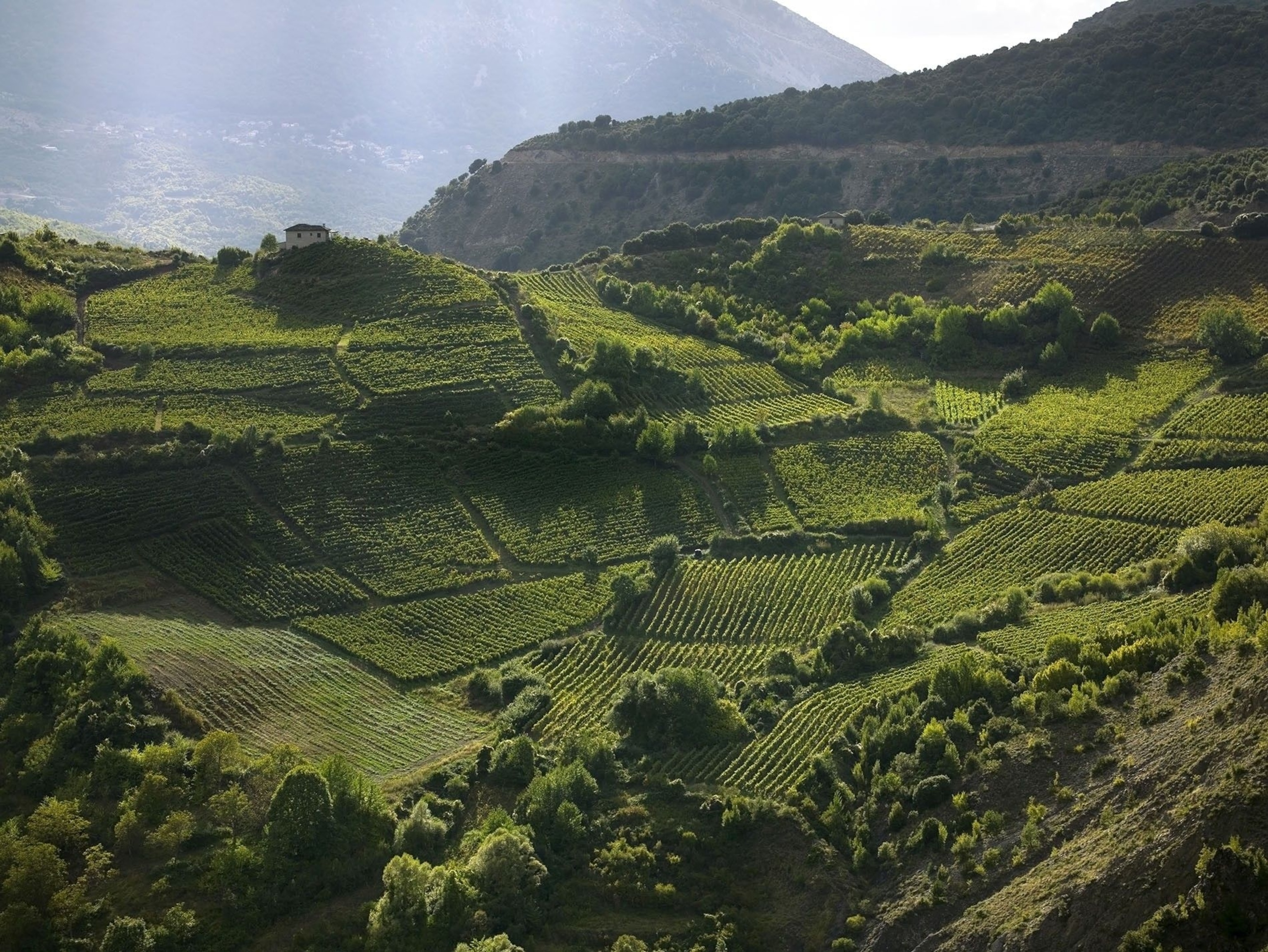 Fields full of vines, packed in together in an inlet on a hilltop. It makes for a beautiful green space.