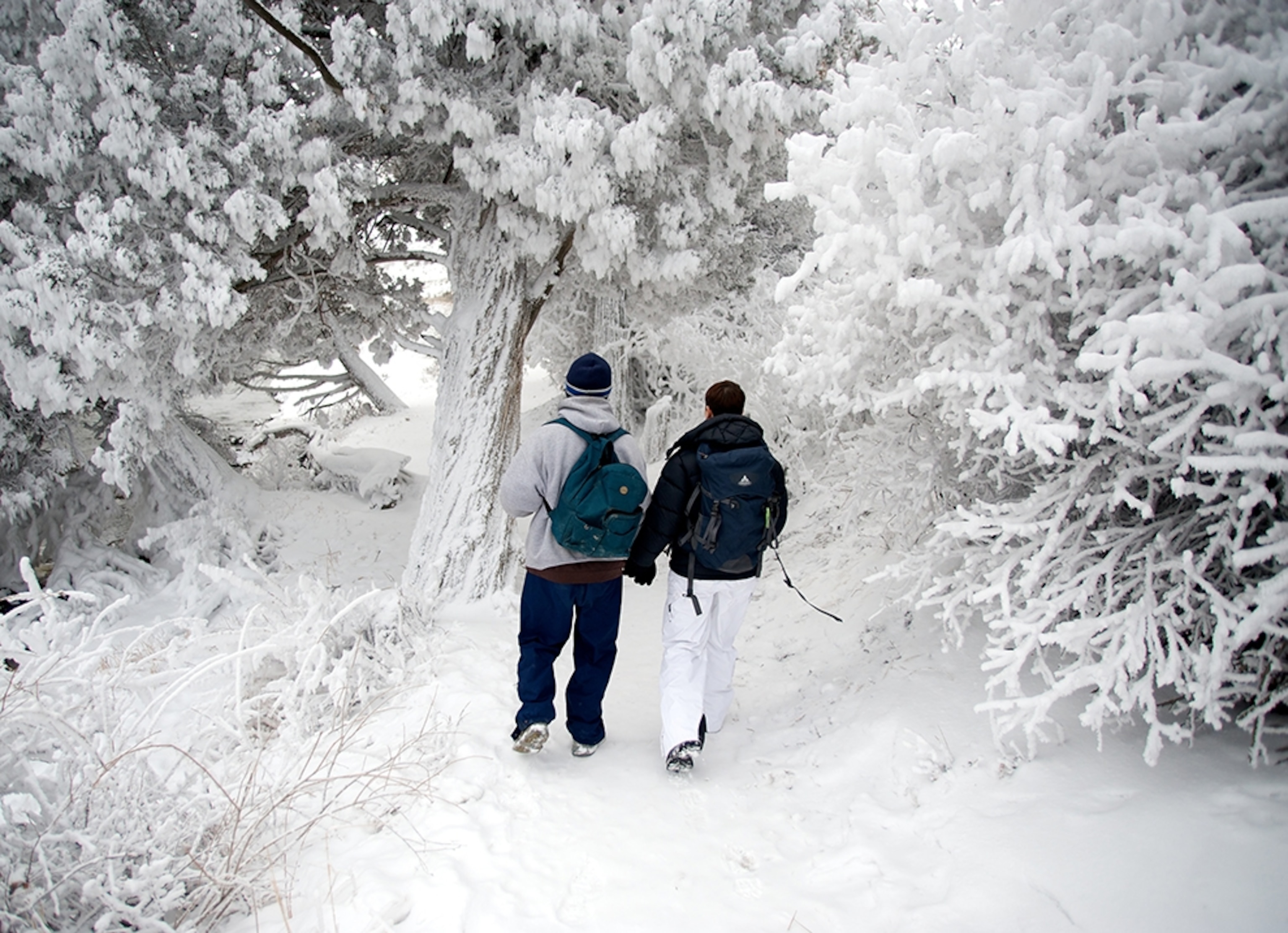 people walking through a snow-covered forest