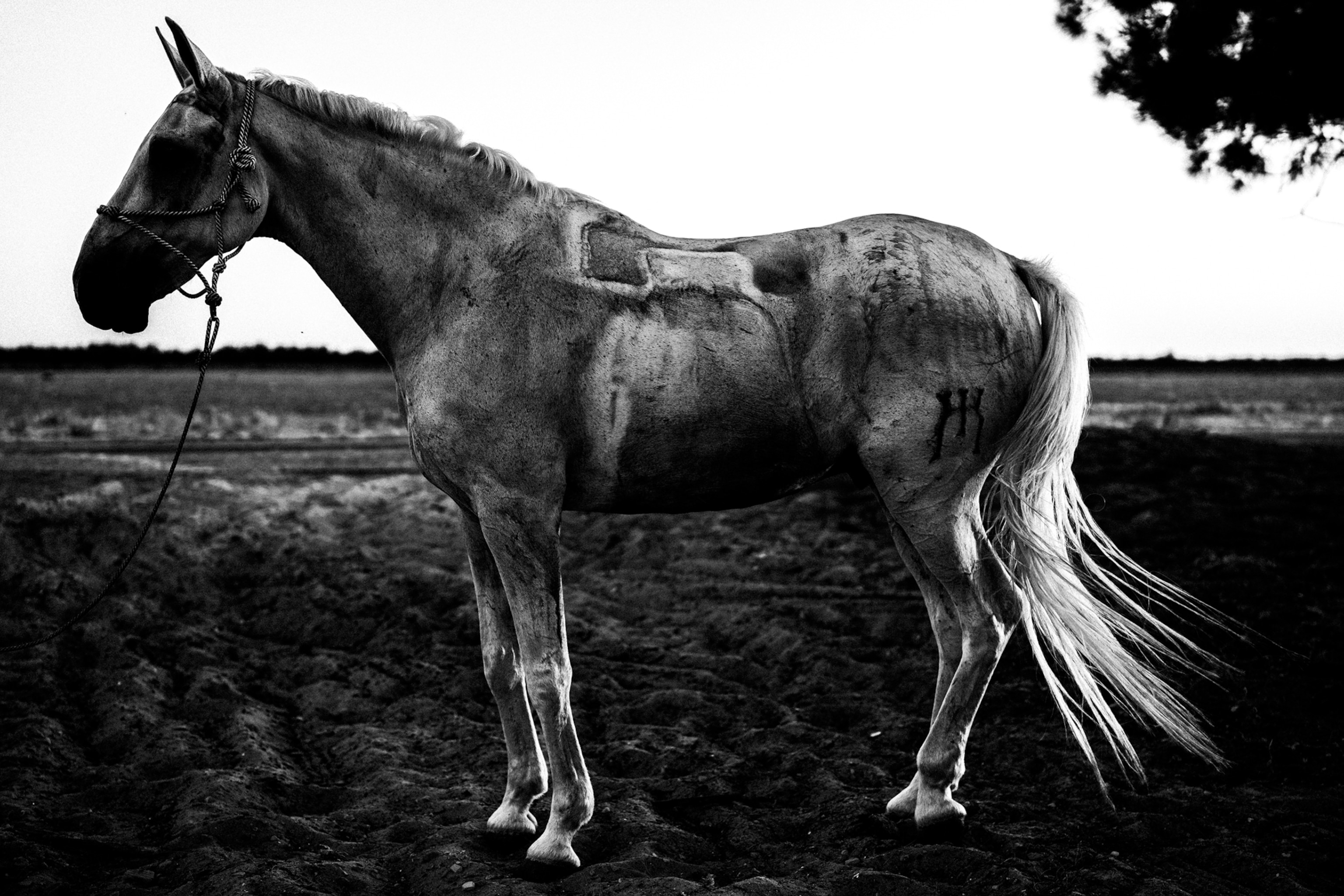 A horse stands in a field