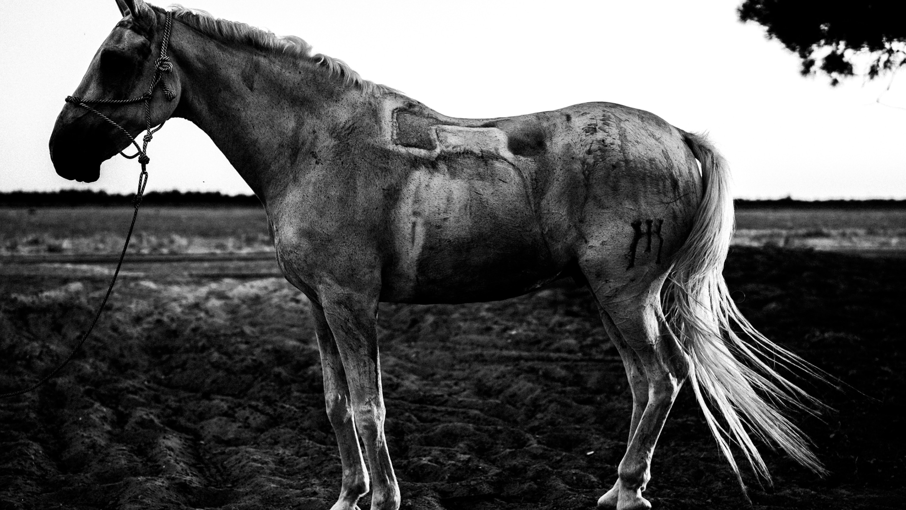 Gorgeous photos capture Spain’s annual round-up of a thousand wild horses