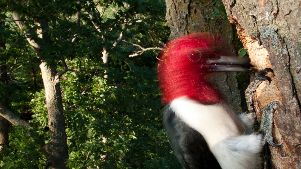 Why Woodpeckers Don't Get Headaches