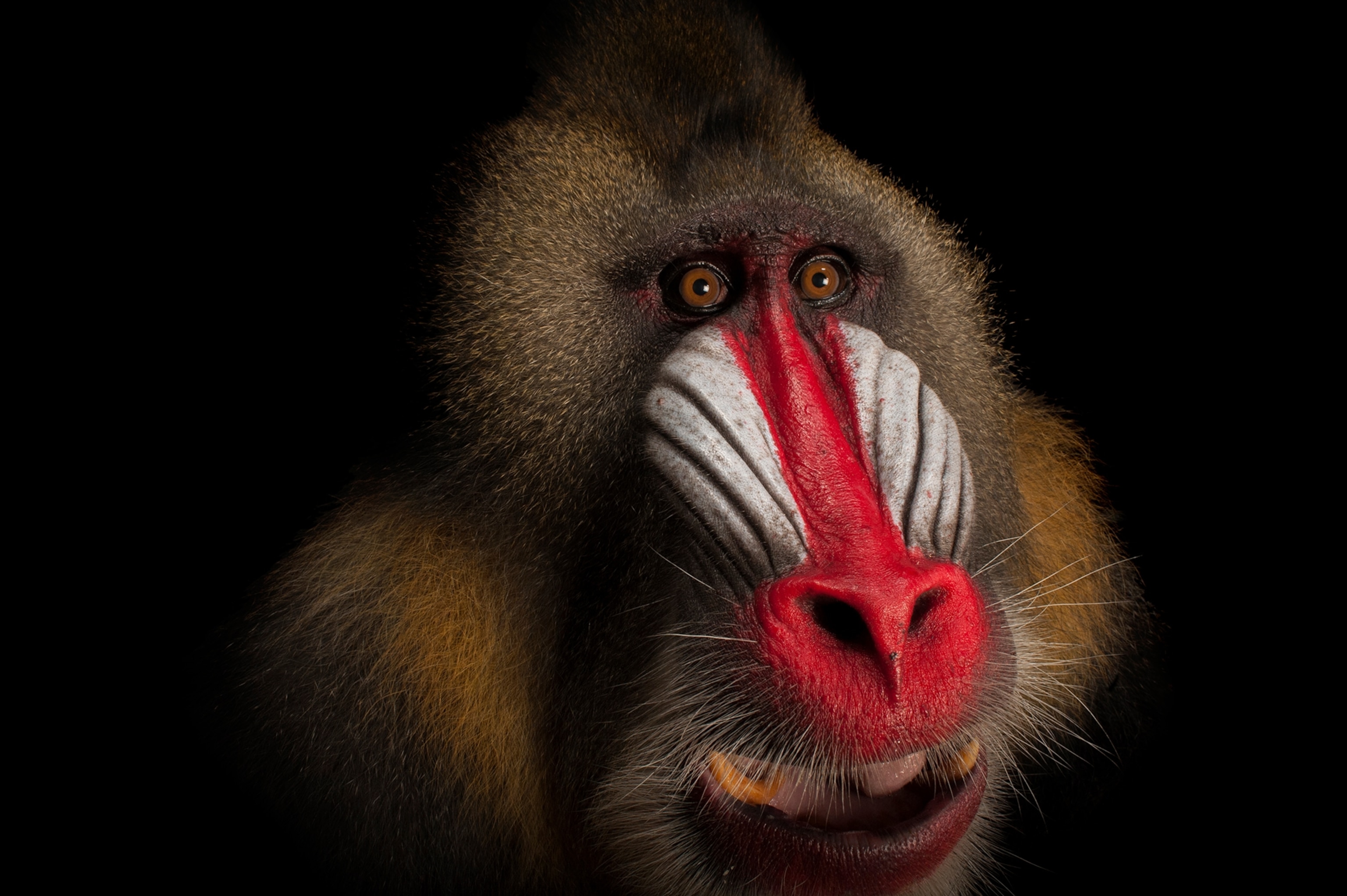 a mandrill