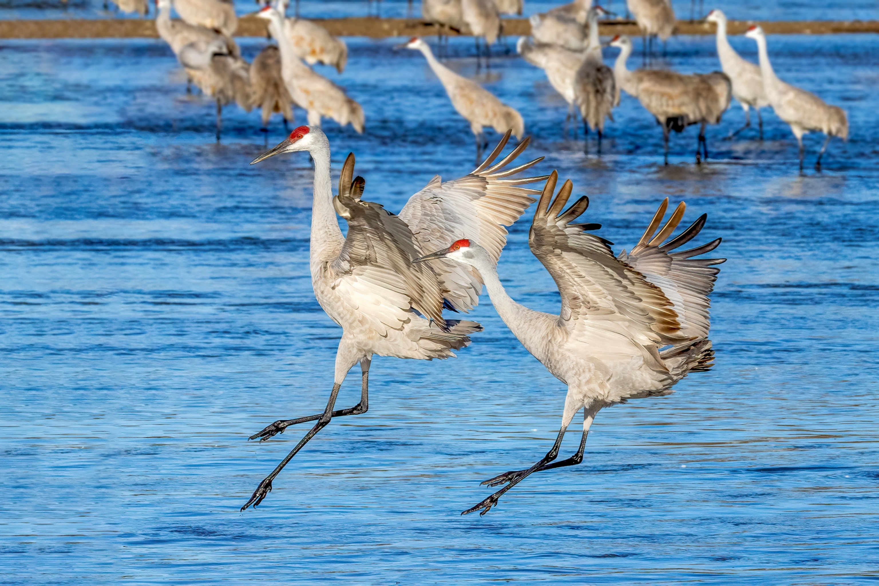Two birds jump above blue water