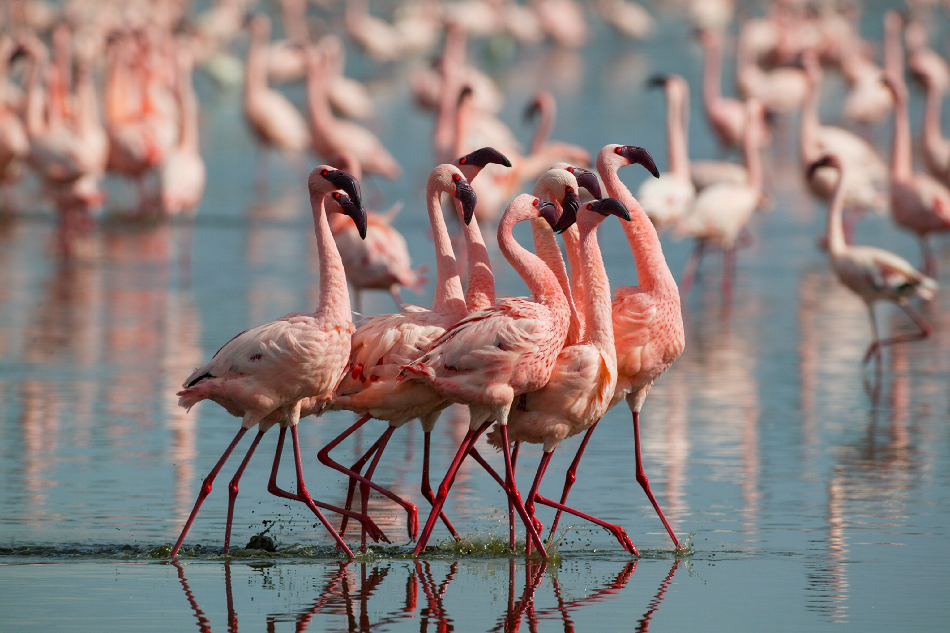 lesser flamingo males