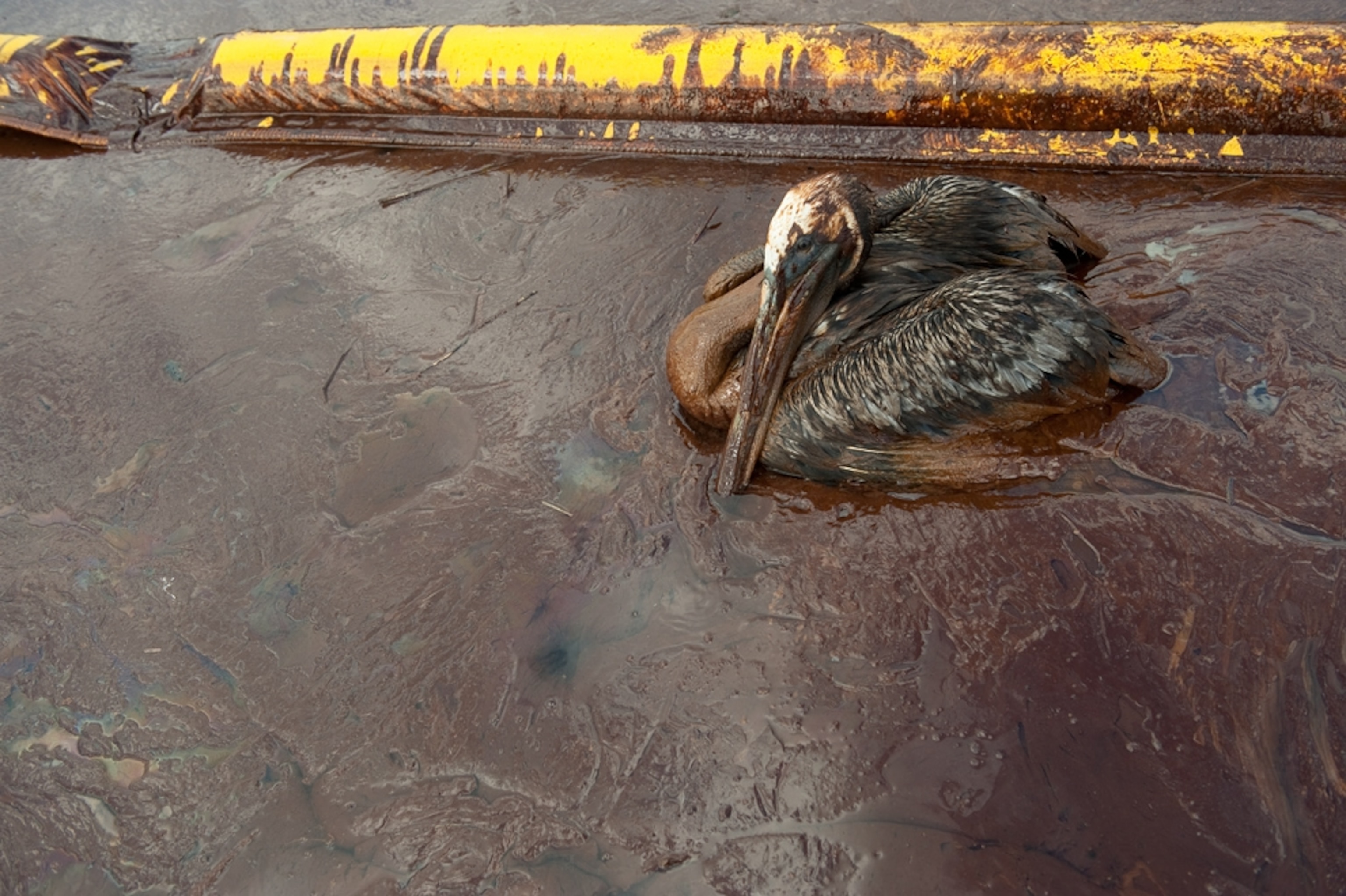 Pictures X PRIZE Oil Cleanup X CHALLENGE