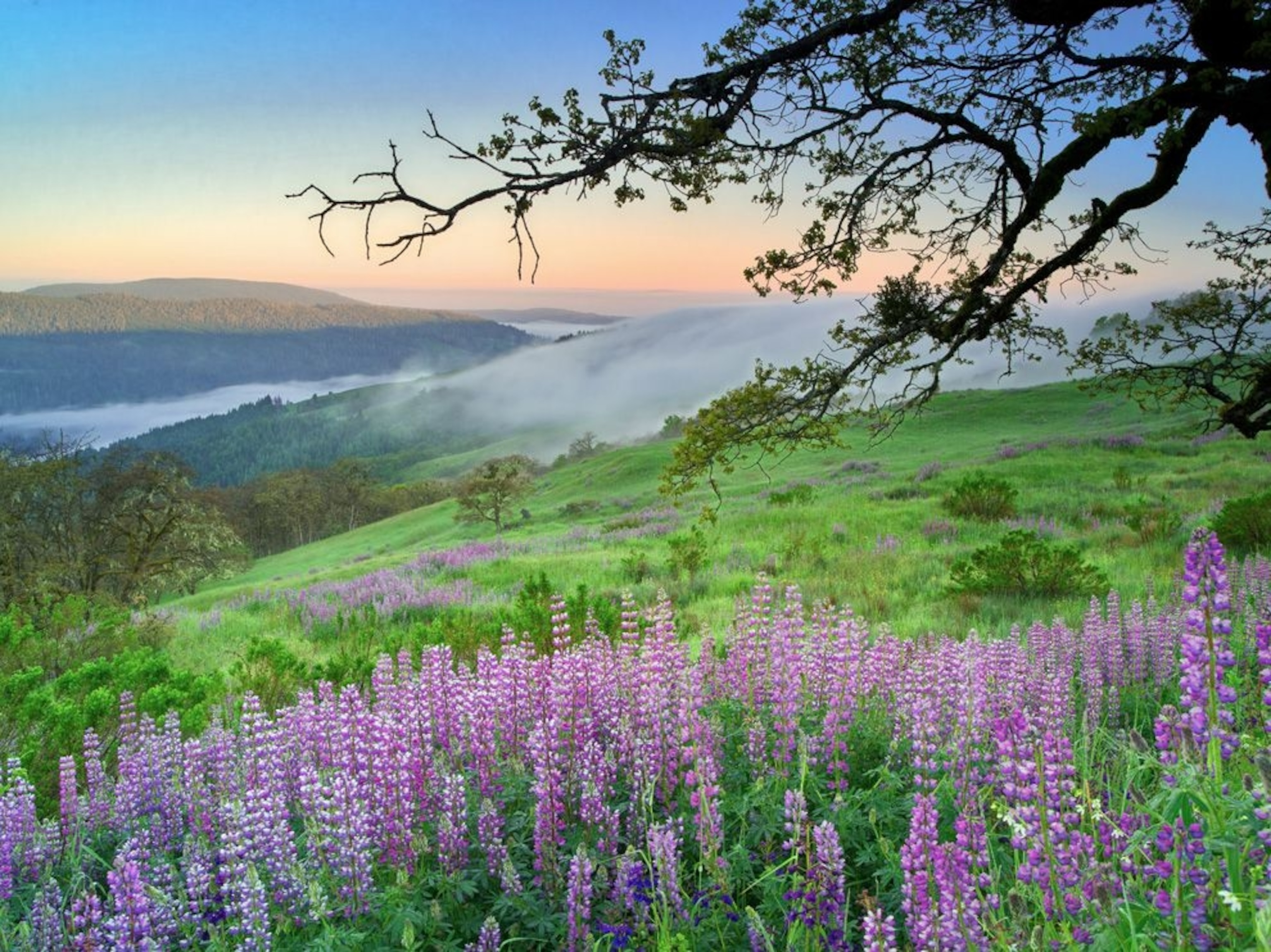 blooming lupines in Redwood National Park