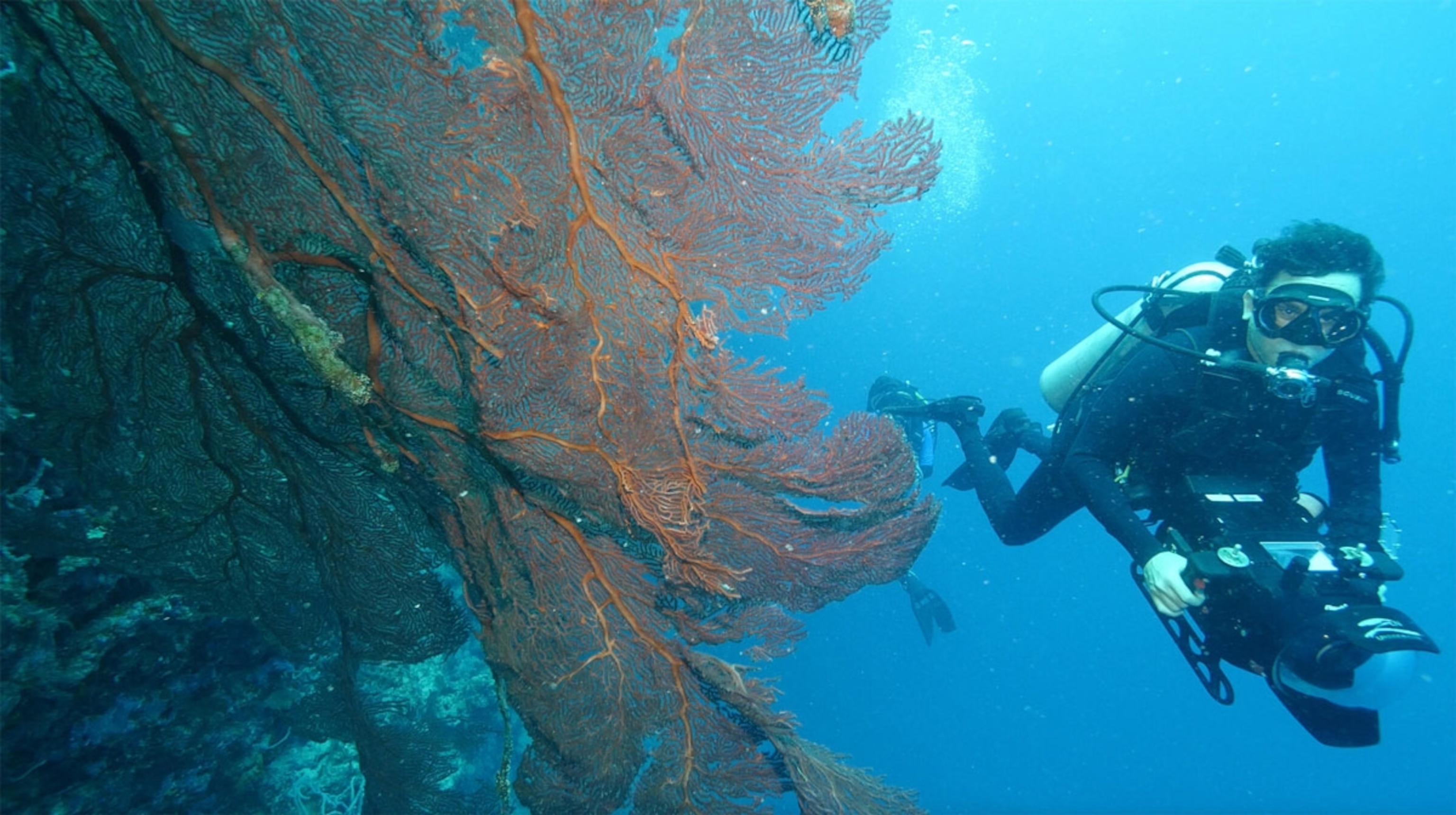 David Gruber on Eye of Turtle Expedition, Oceania, Solomon Islands. David was diving in the Solomon Islands while researching sea turtle vision