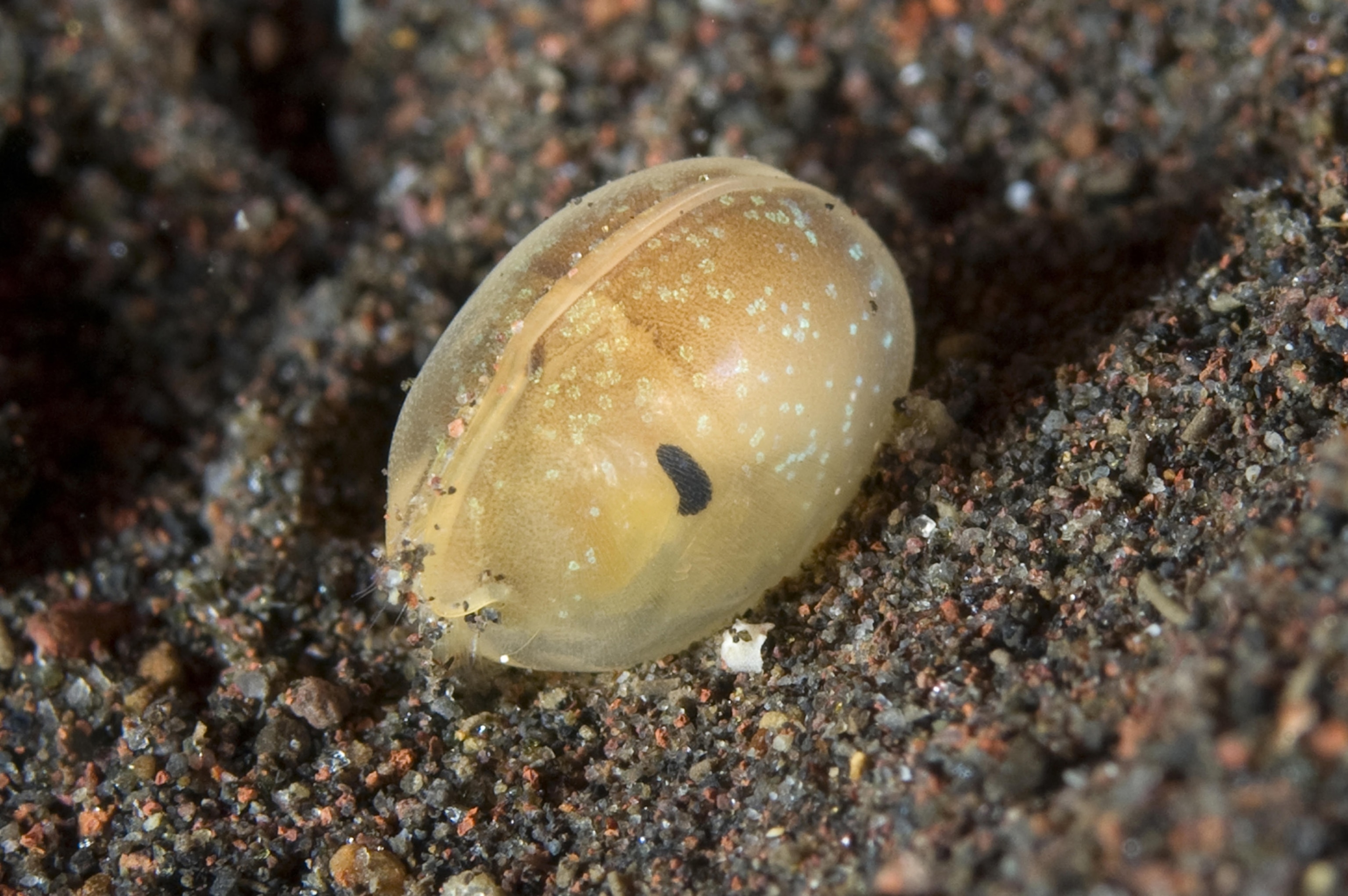 ostracod