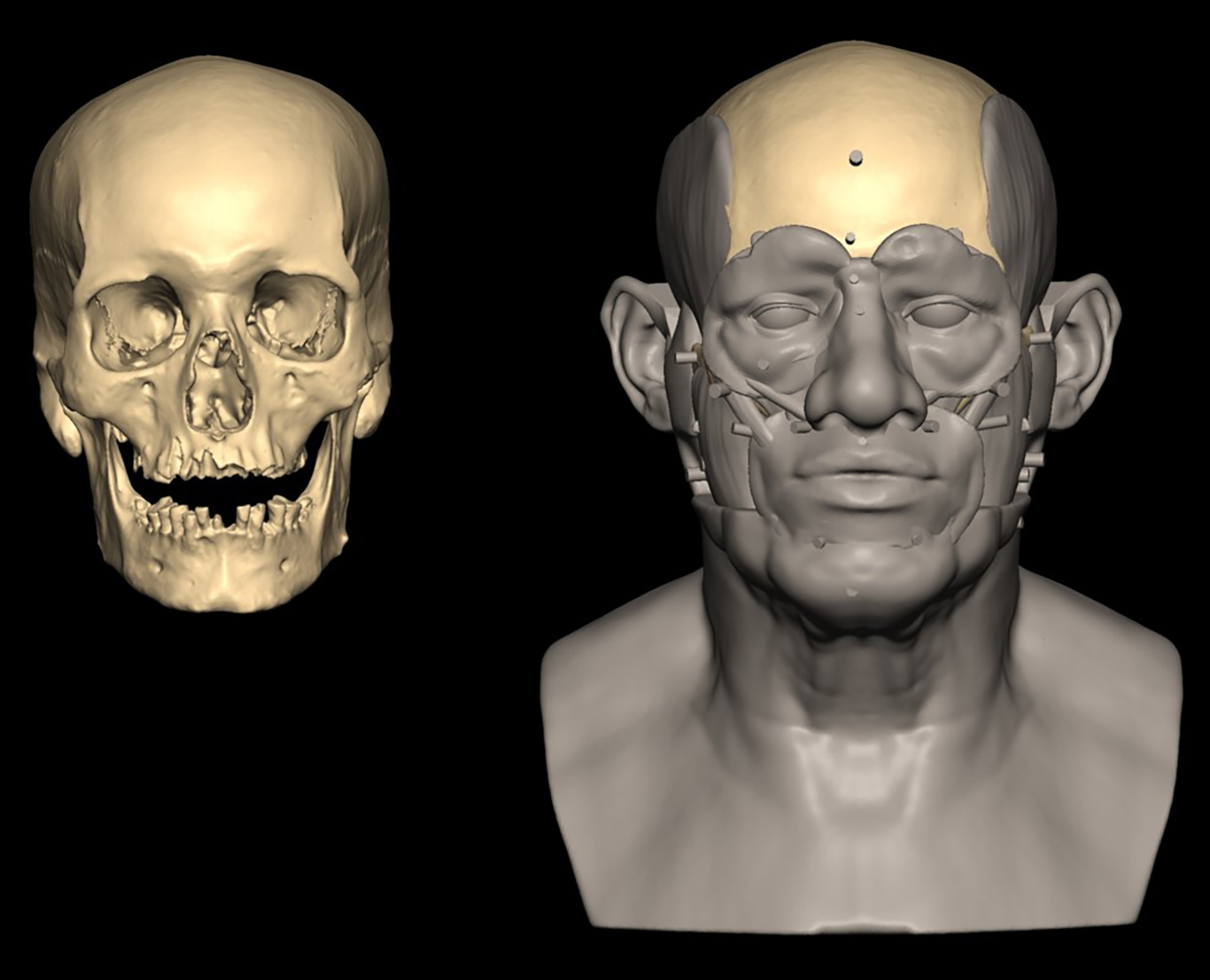 Facial reconstruction of the individual from Nuwayrat showing the mans facial bones