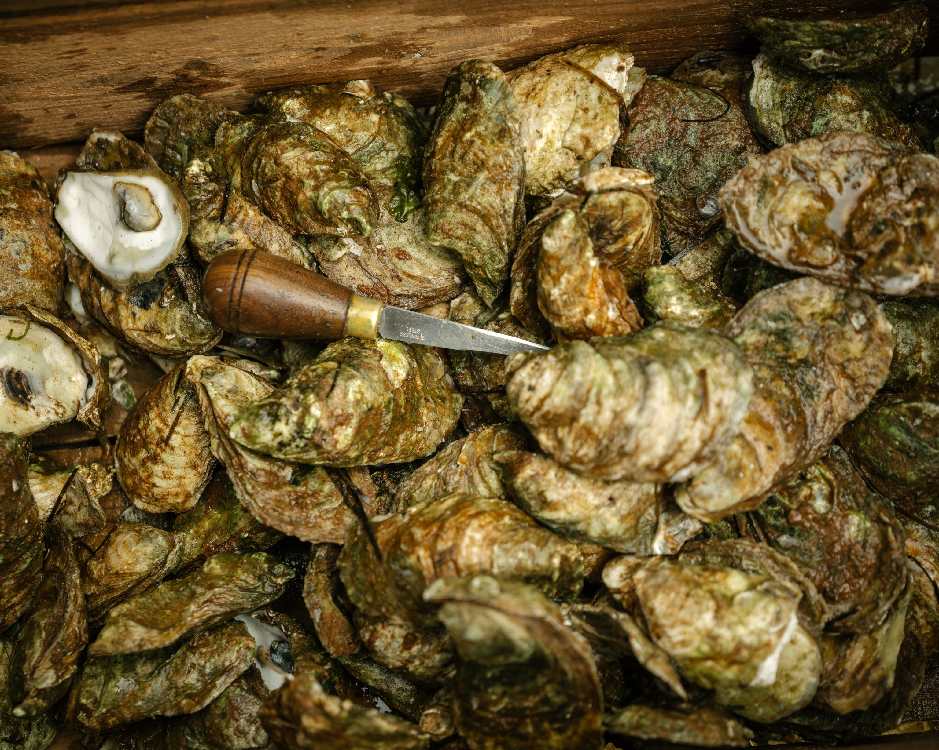 Oysters