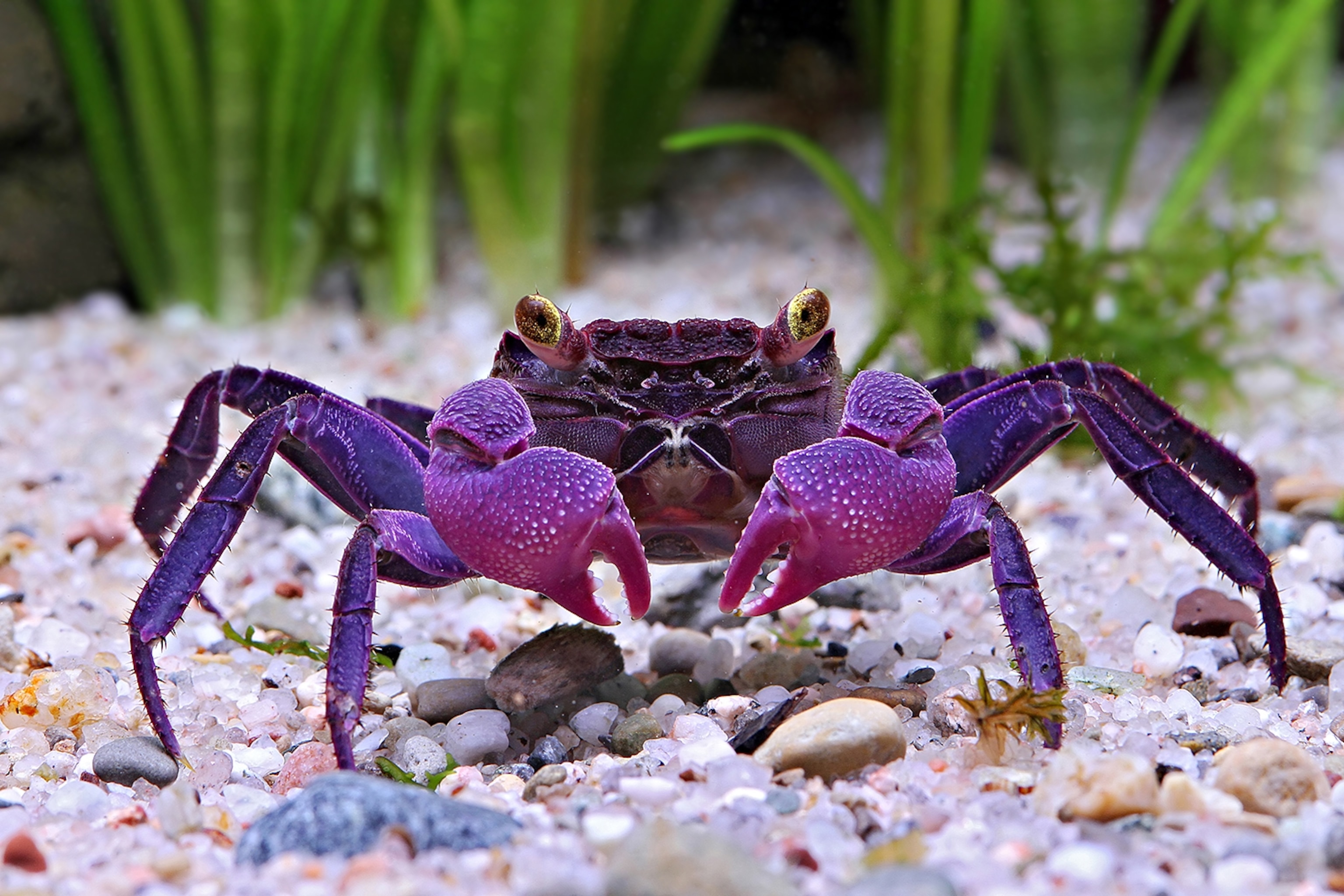 Two Vampire Crab Species Found, Are Already Popular Pets