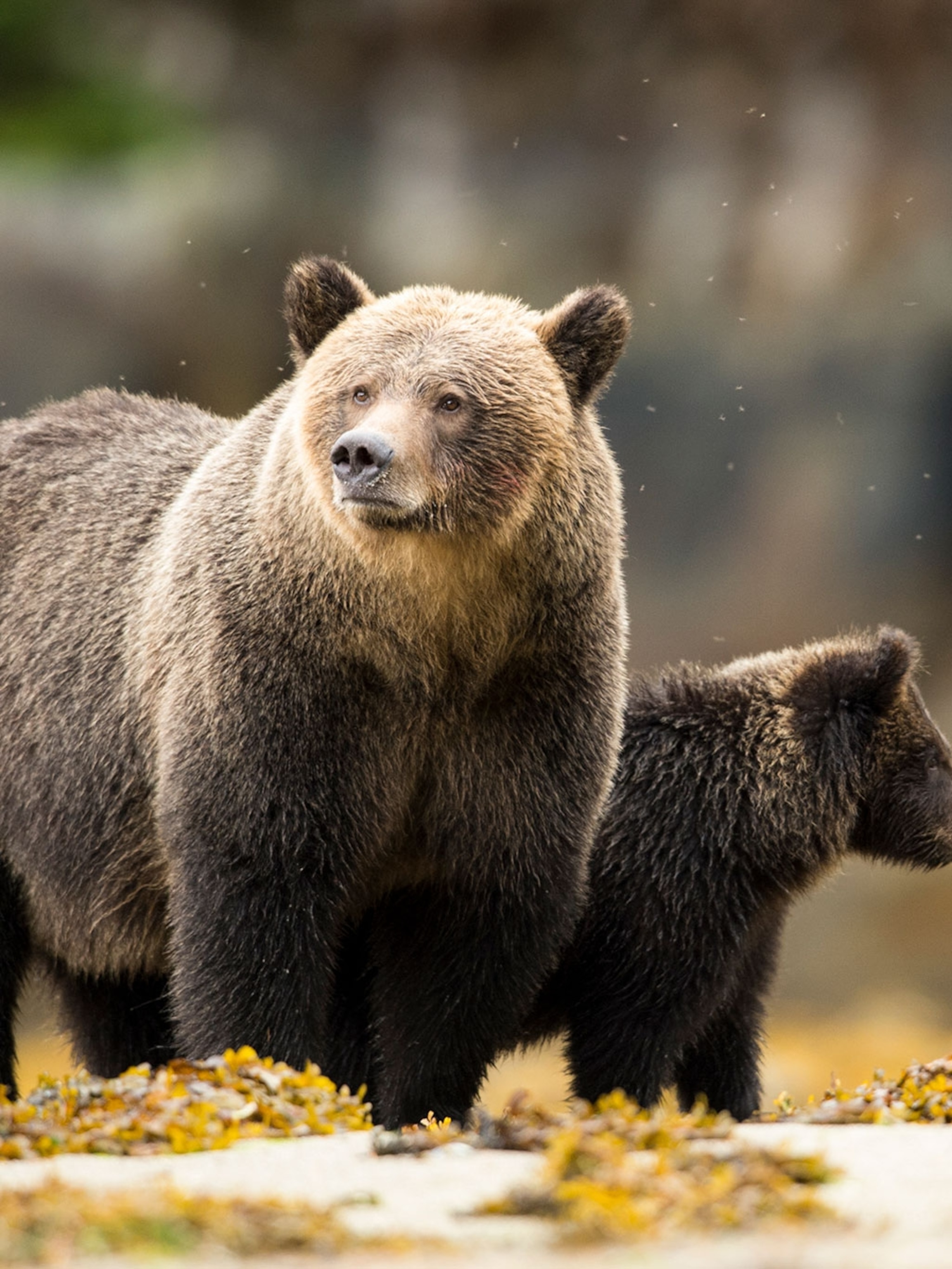Video Shows Man Hugging Kodiak Bear At New York Wildlife Center Video Shows Man Hugging Kodiak Bear At New York Wildlife Center