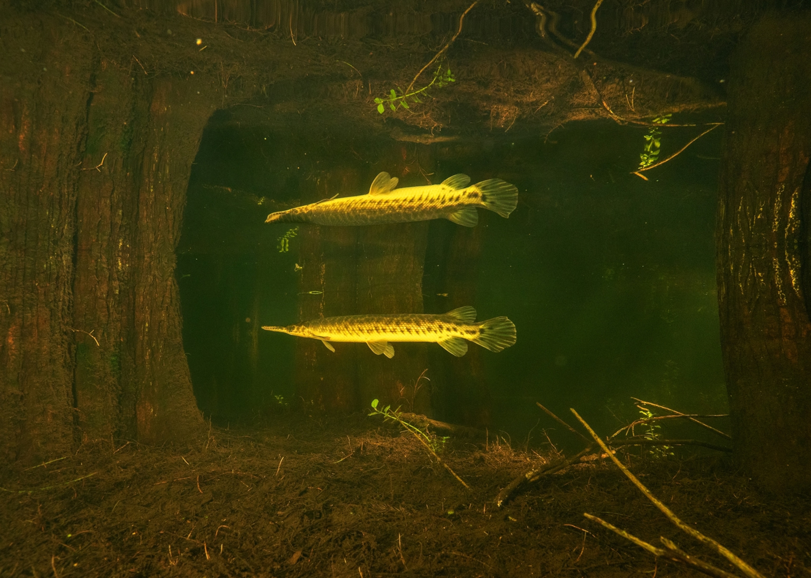 A fish swims through shallow water with its reflection above itself