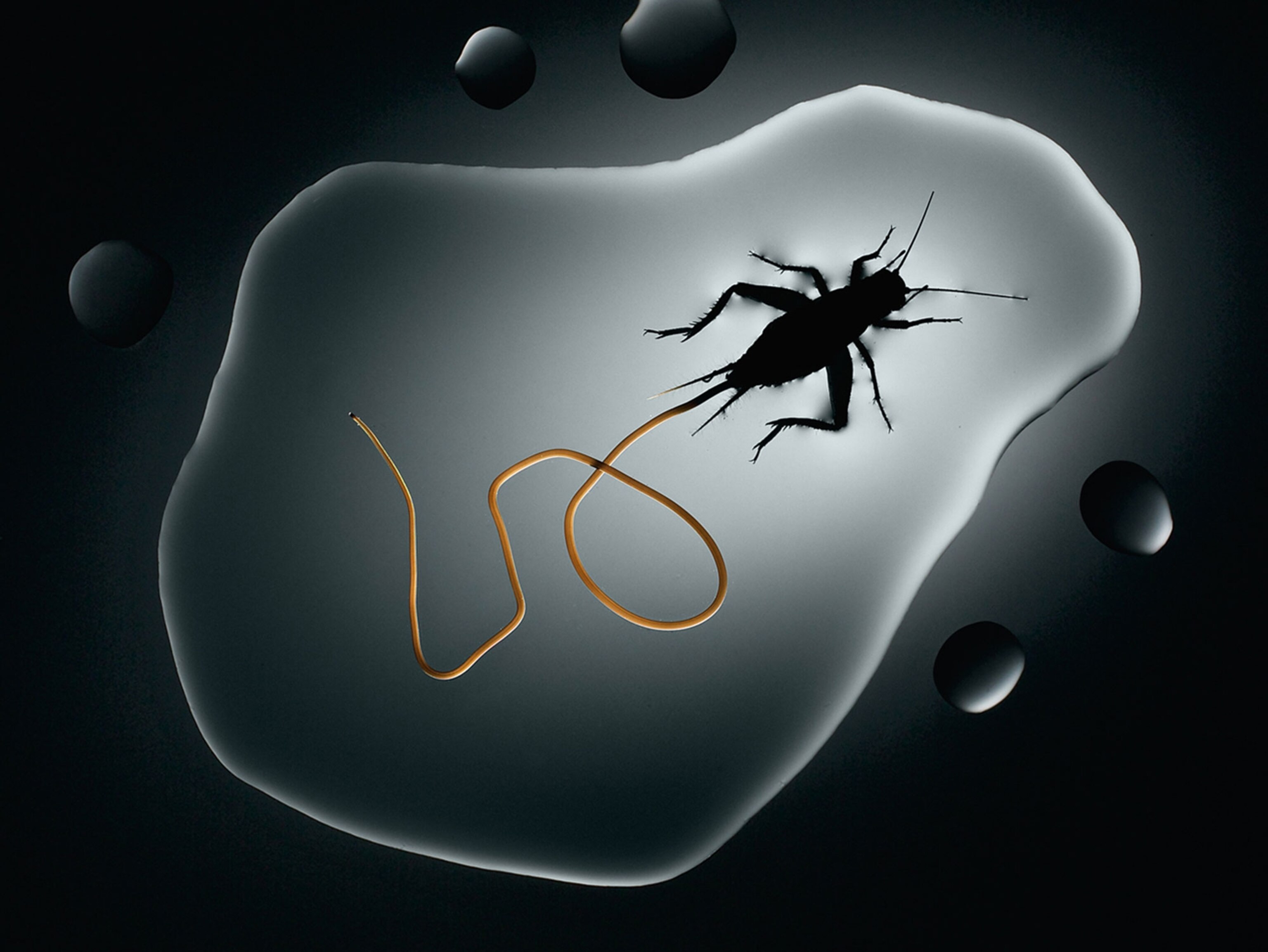 The house cricket (acheta domesticus) loses its will—and its life—to the horsehair worm (paragordius varius). Larvae of the parasite infiltrate the cricket when it scavenges dead insects, then grow inside it. The cricket is terrestrial, but the adult stage of the worm’s life cycle is aquatic. So when the mature worm is ready to emerge, it alters the brain of its host, driving the cricket to abandon the safety of land and take a suicidal leap into the nearest body of water. As the cricket drowns, an adult worm emerges, sometimes a foot in length.