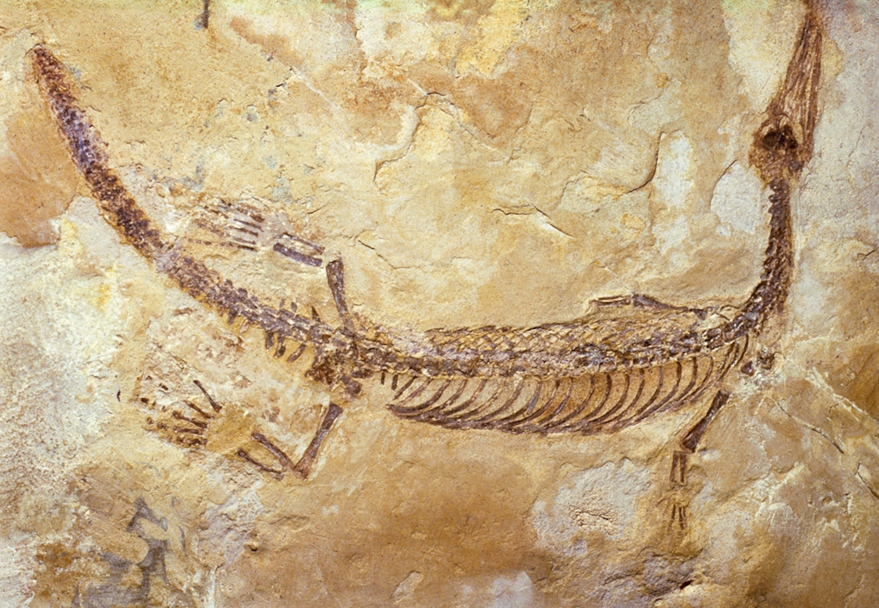 Mesosaur fossil picture