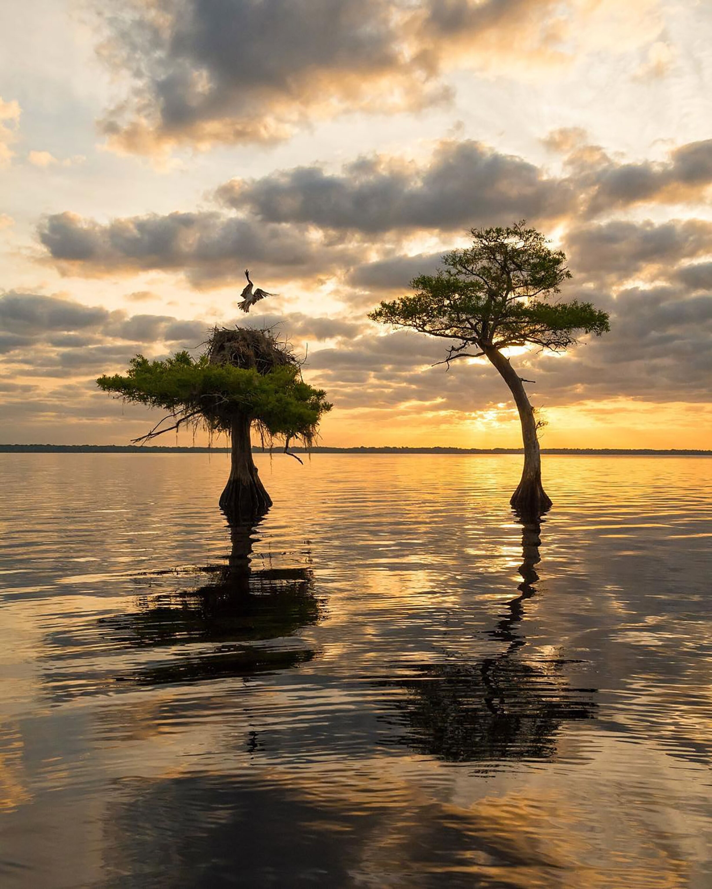 a female osprey returning to her nest in a cypress tree