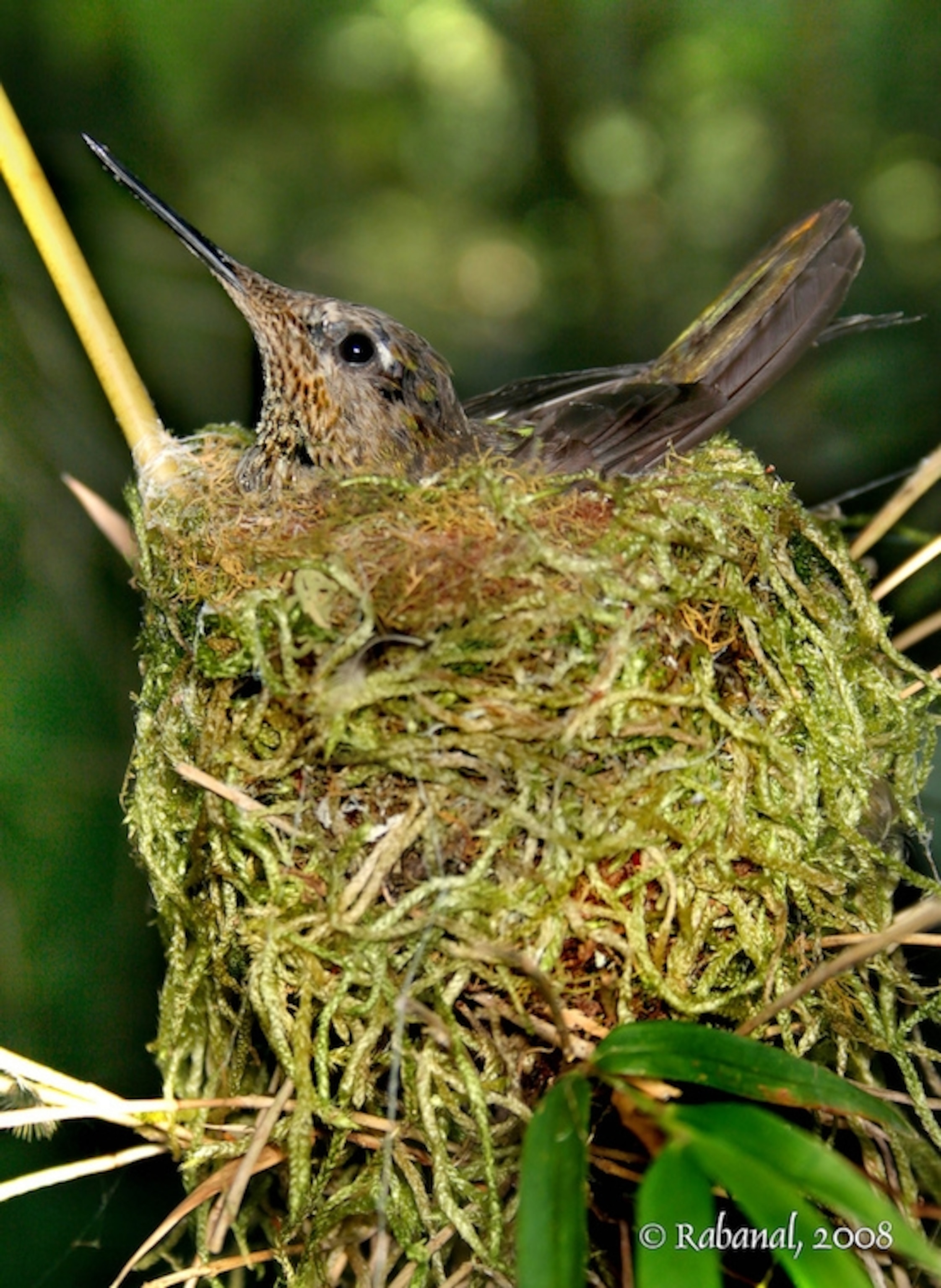 Firecrown hummingbird in nest. Copyright Felipe Rabanal