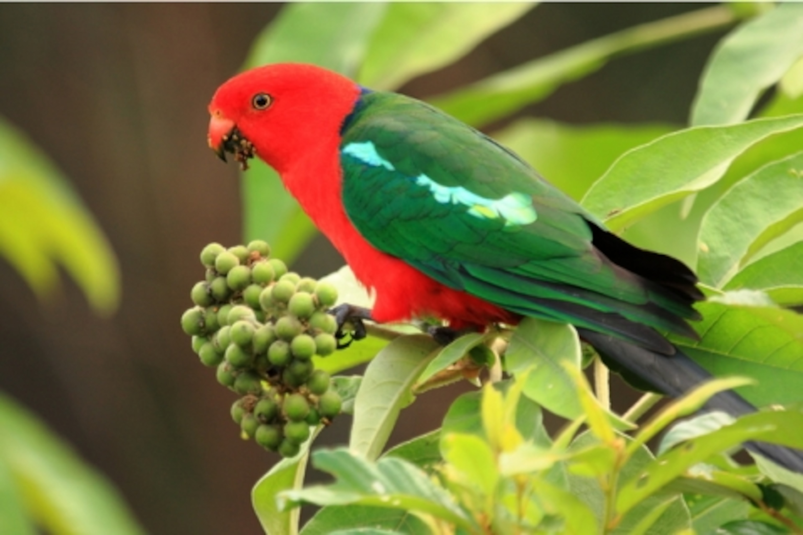 Australian King Parrot