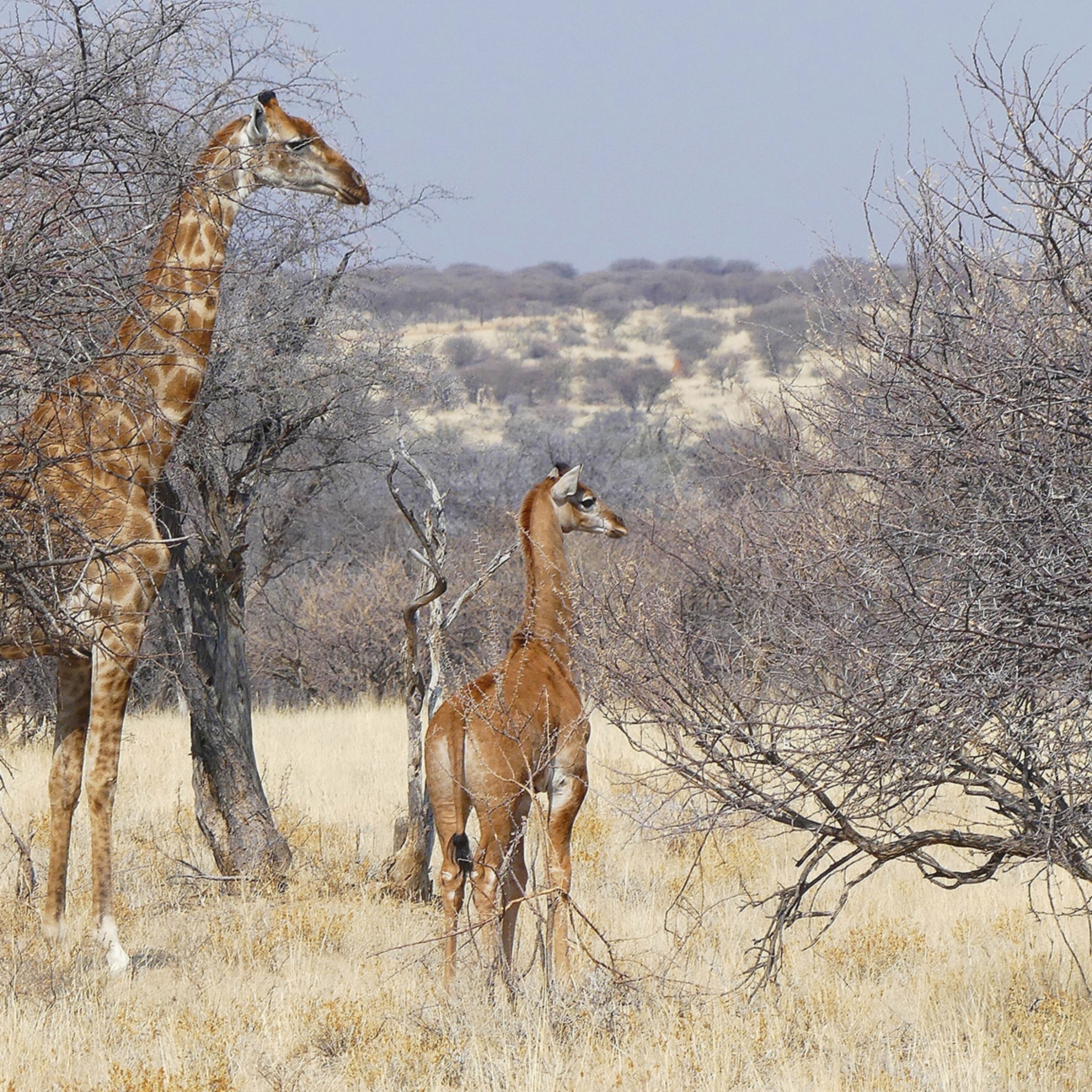 medicine research on animals