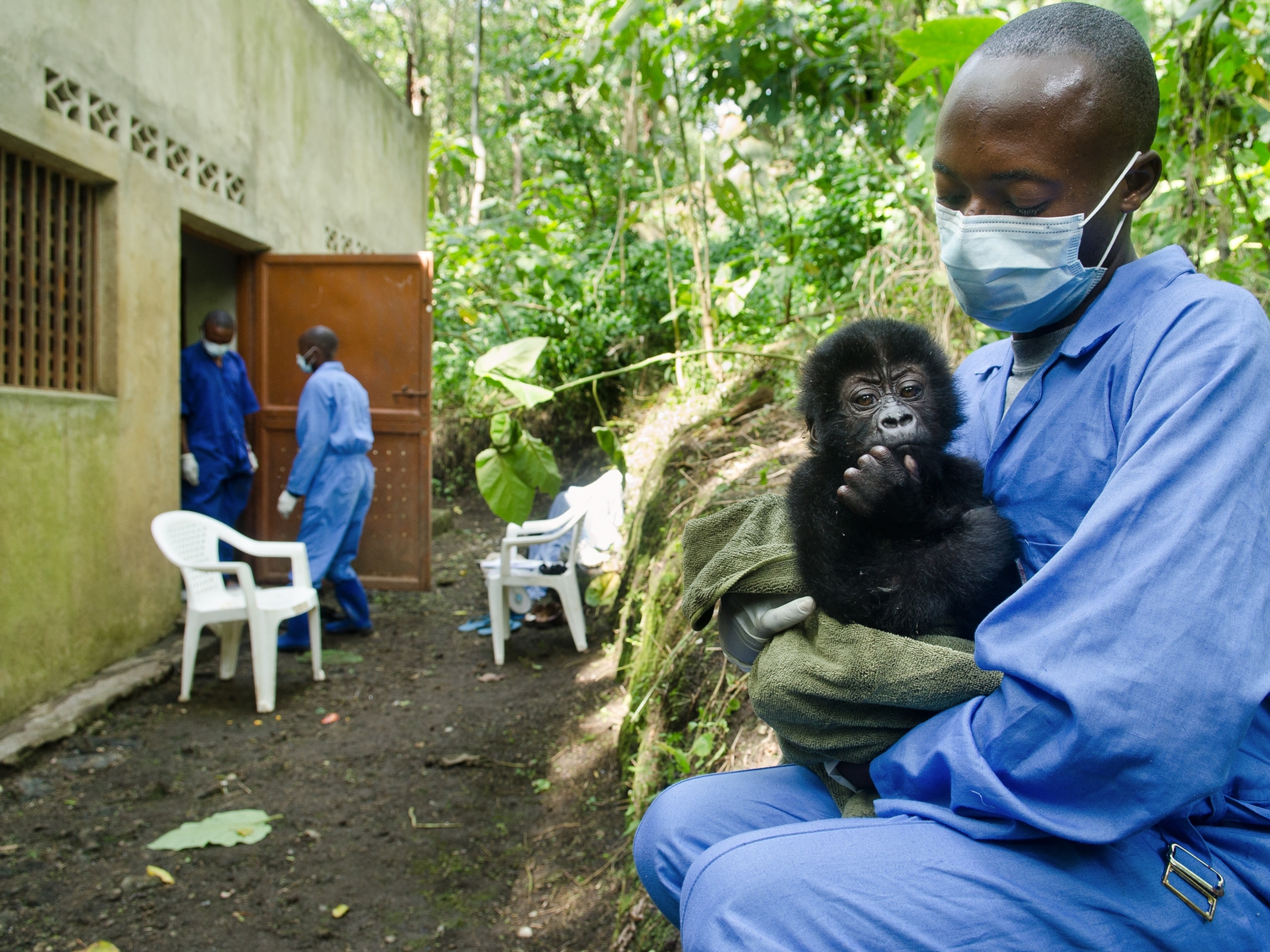 gorilla picture - orphan rescued from poachers in africa