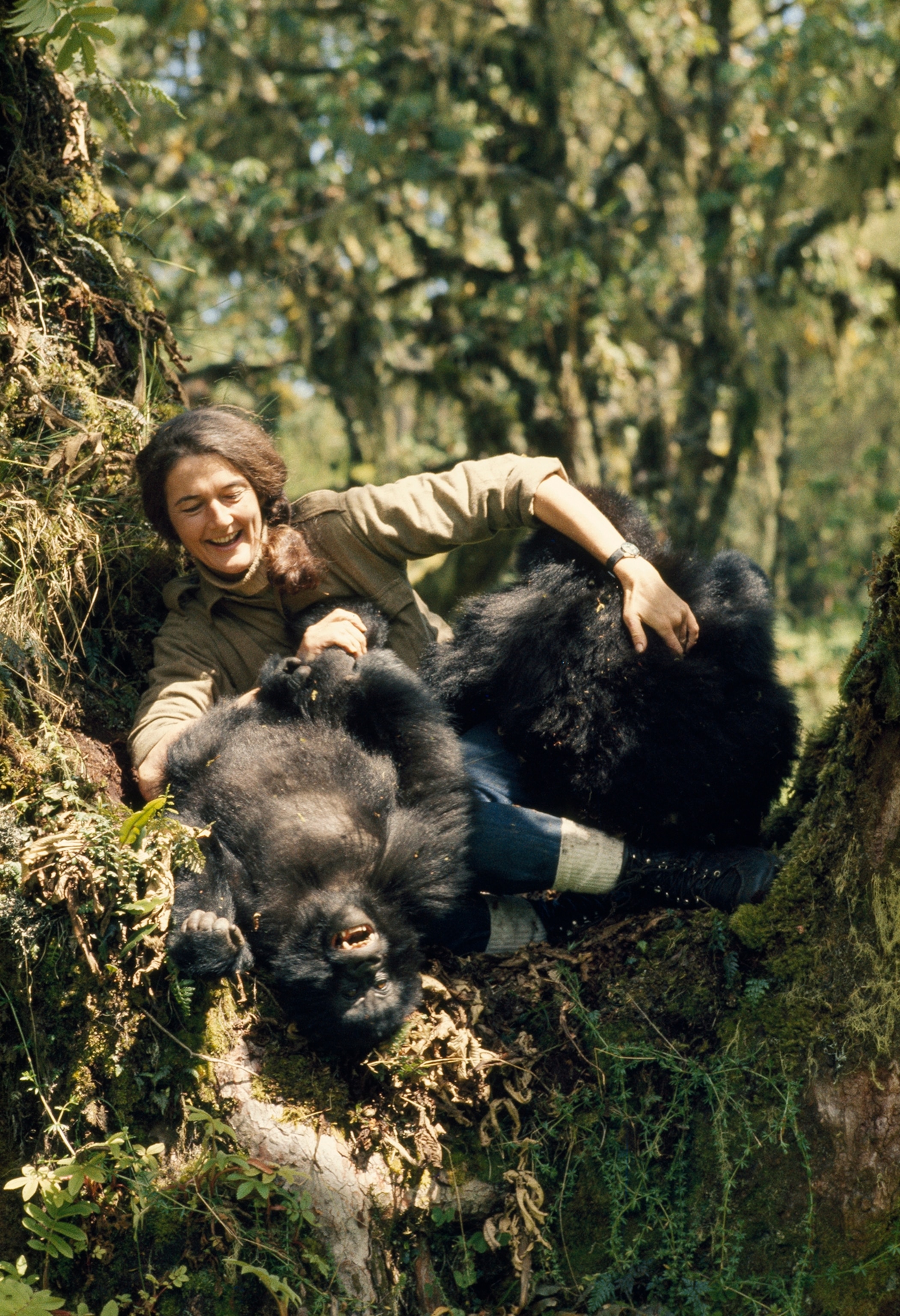 Dian Fossey plays with two young mountain gorillas in the wild.