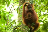 The Quest To Save Borneo s Orangutans National Geographic