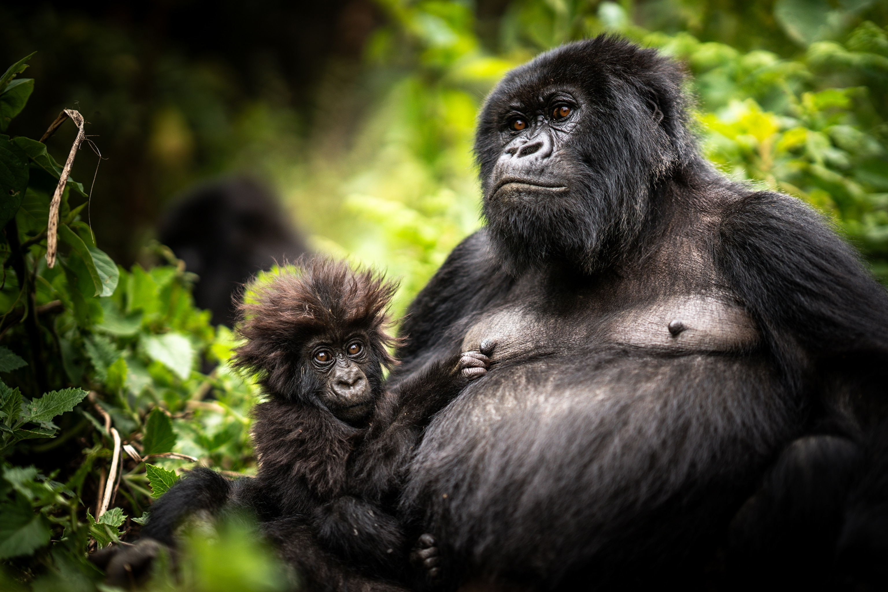 A baby mountain gorilla clings to their mother in Rwanda's Volcanoes National Park.