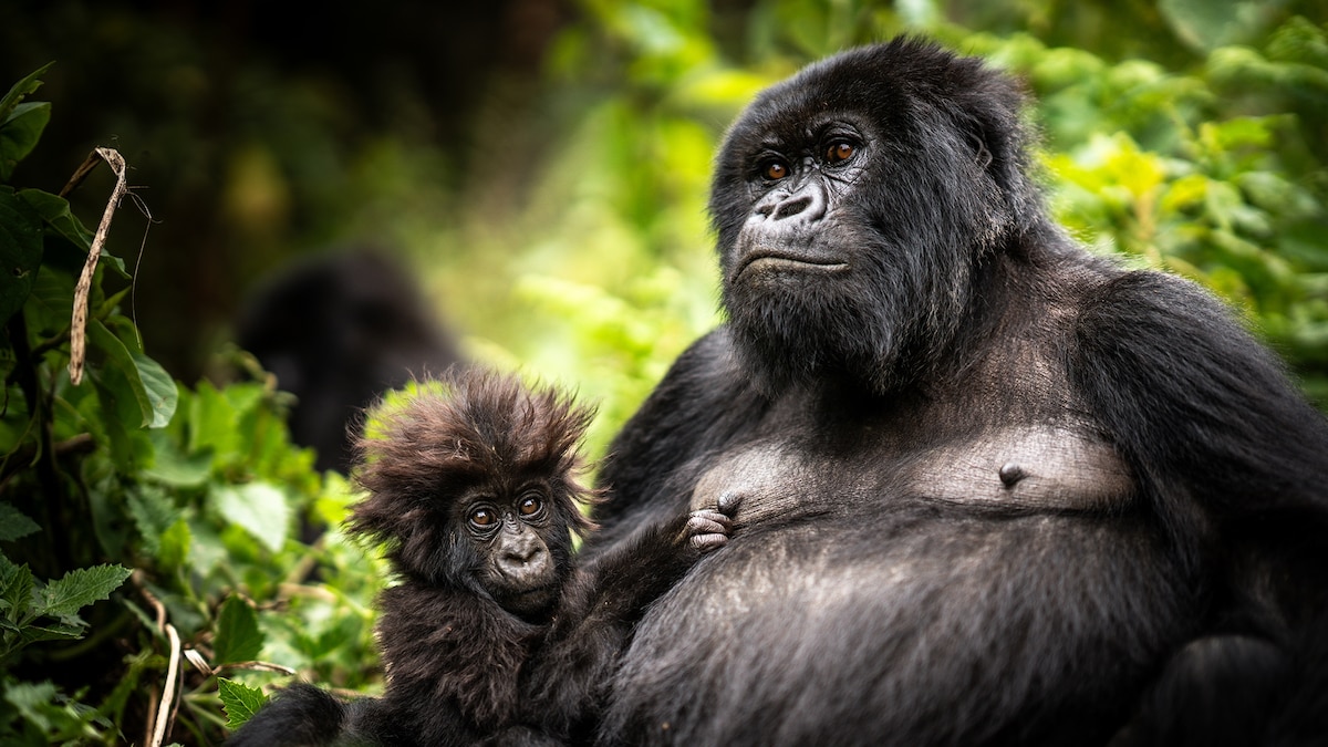 Why Rwanda should be your next nature-led adventure