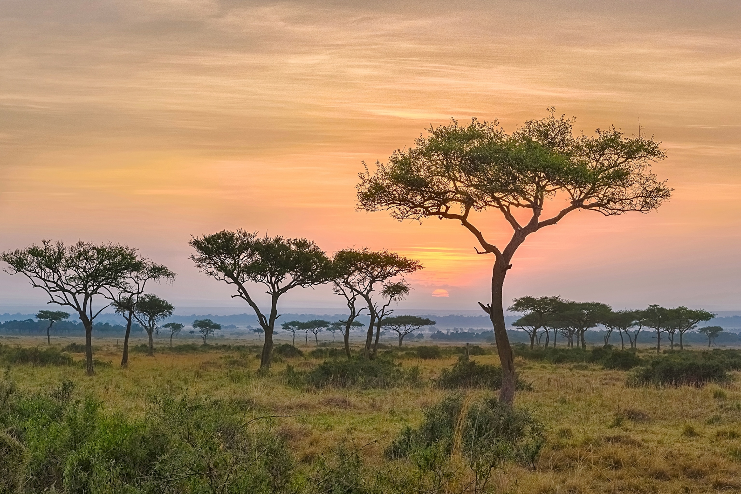 a safari landscape in africa