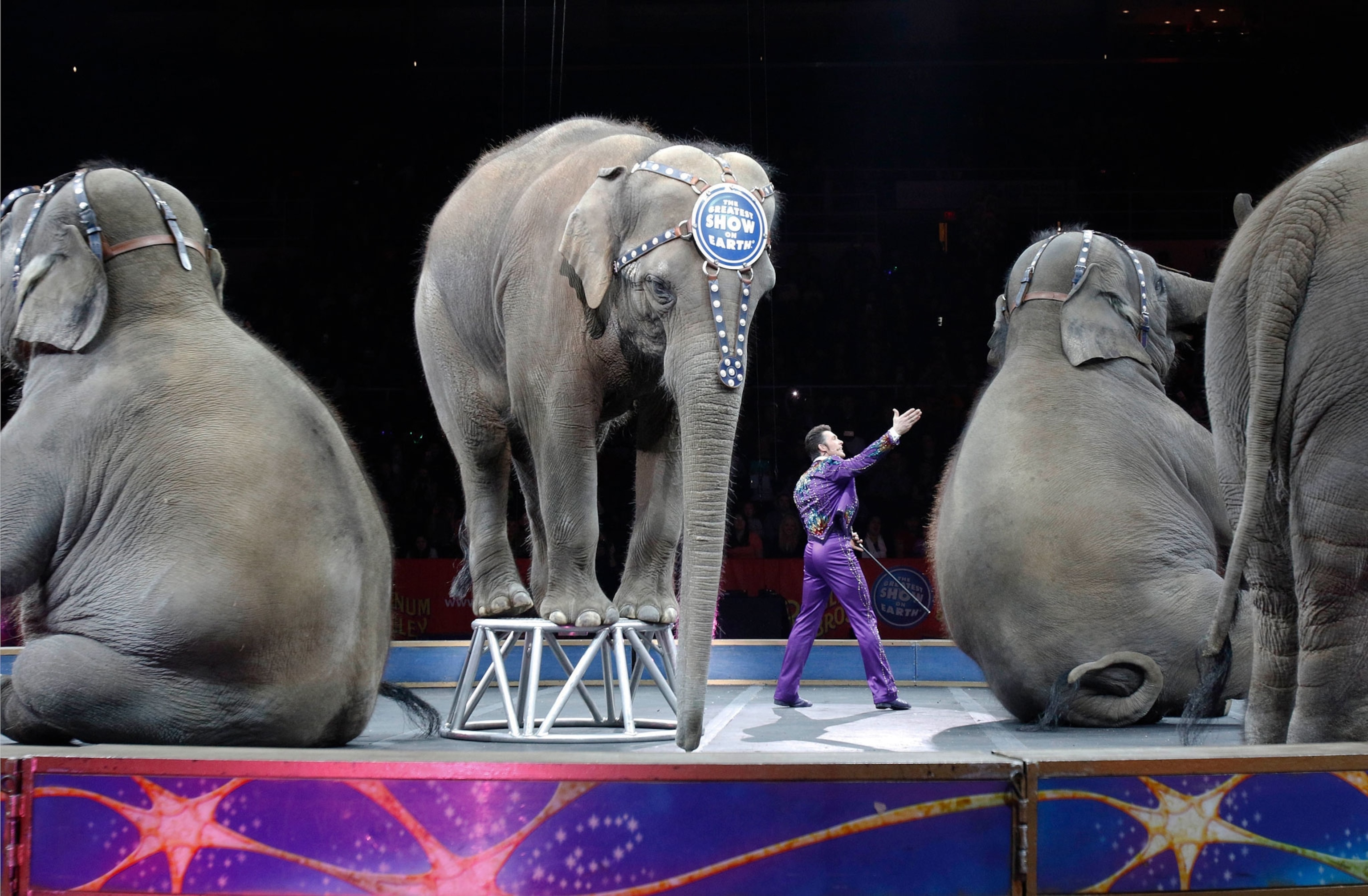 four elephants and a man performing on stage