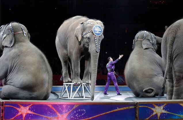 Freed From The Circus Where Will These Elephants Live