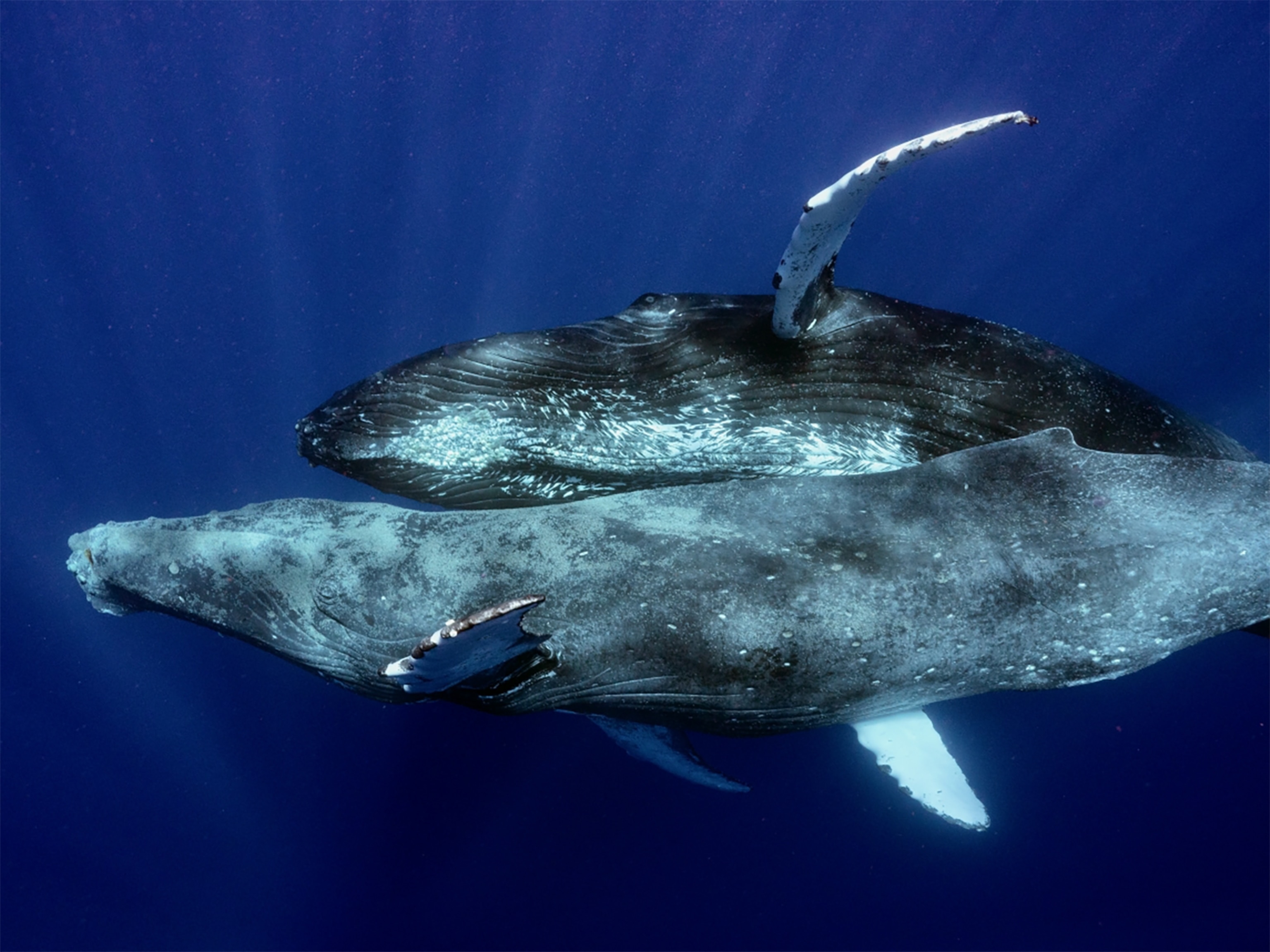 sperm whale travel