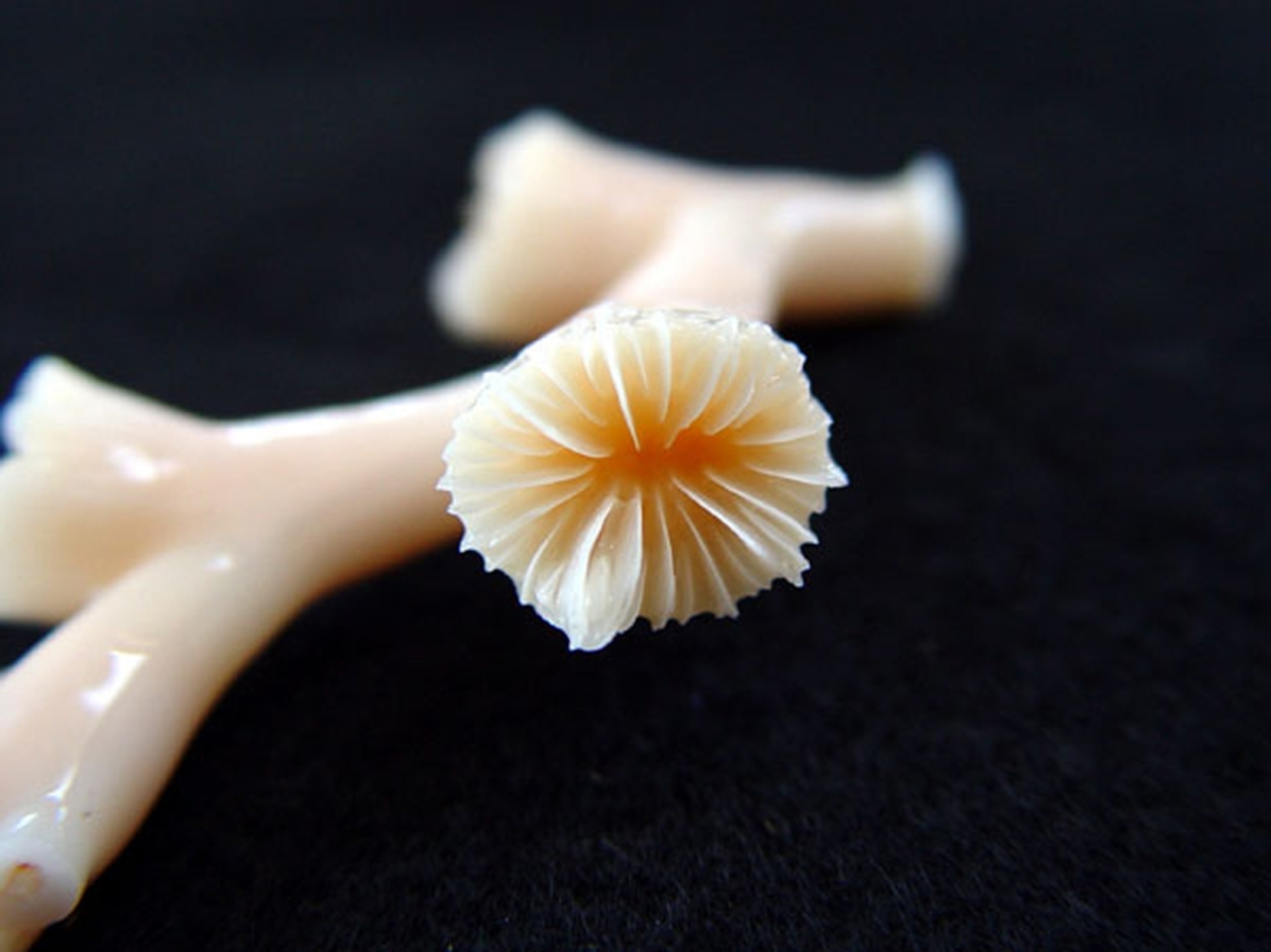 a deep-sea coral in the Gulf of Mexico