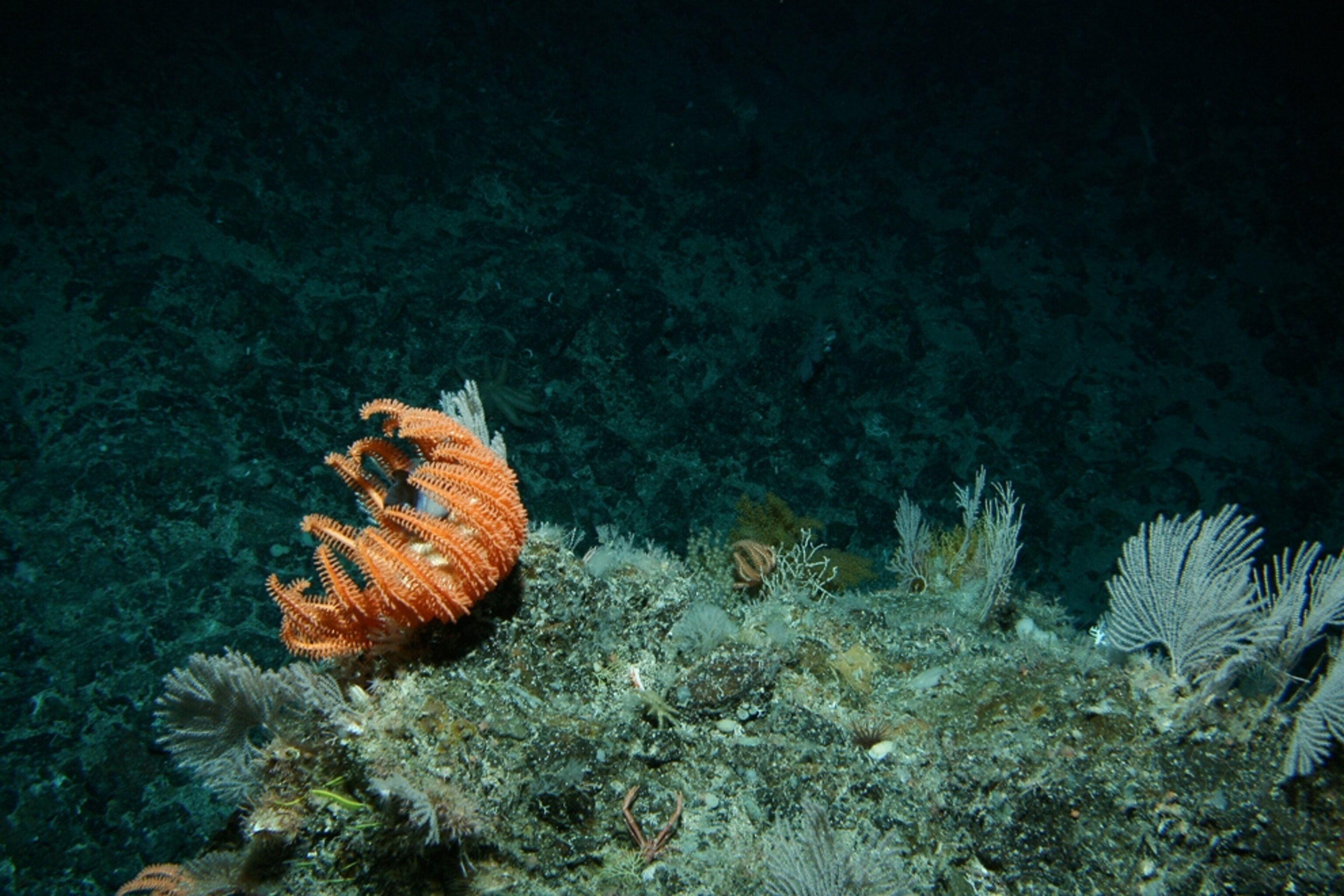 a brisingid starfish feeding on a seamount
