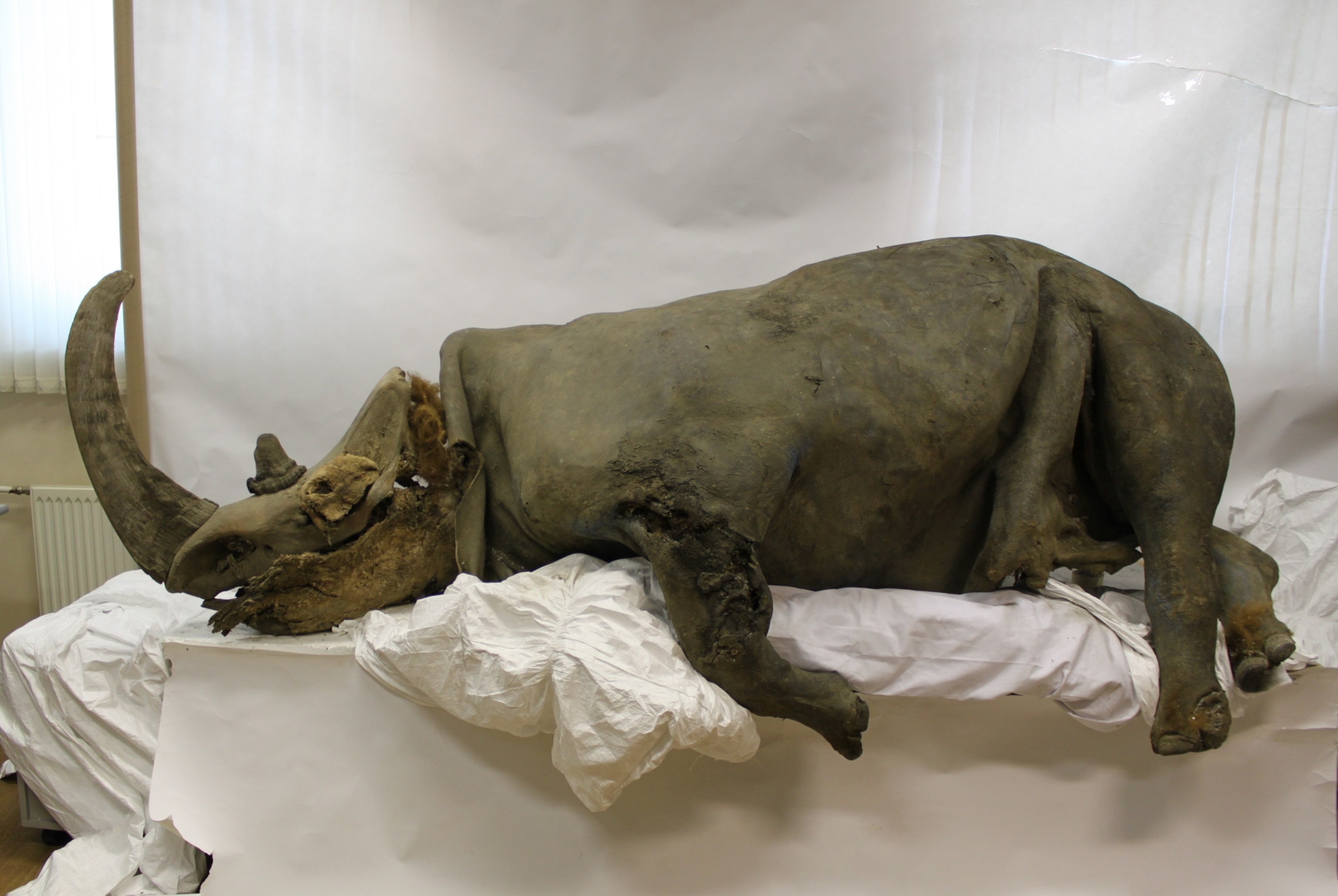 A preserved woolly rhinoceros lies on its side on a white sheet, showcasing its distinct horn and rugged skin.