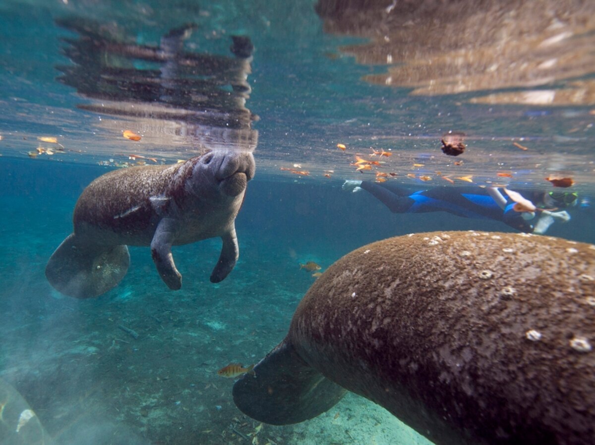 Florida by Water: Meet Wild Manatees -- National Geographic