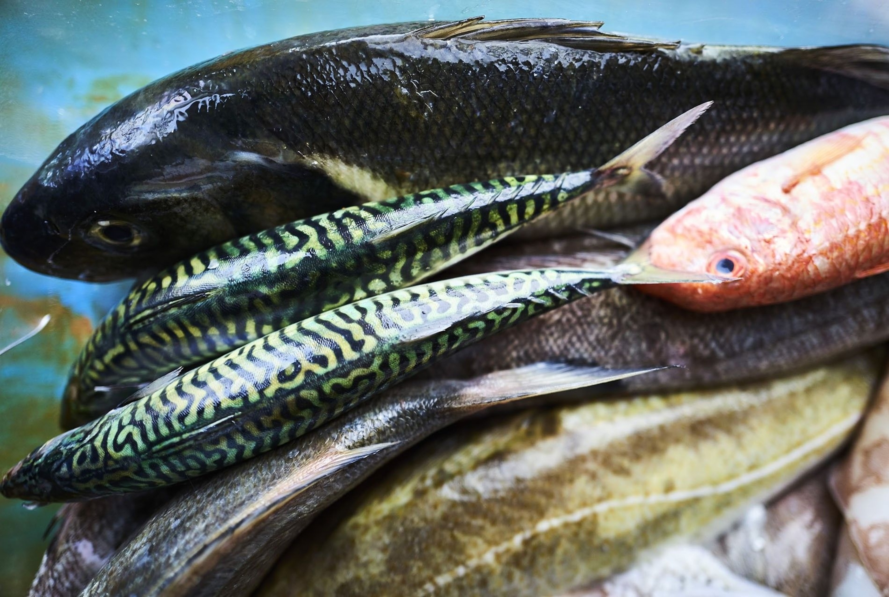Restaurant Nathan Outlaw serves seasonal, sustainably-sourced fish and seafood from the waters around Cornwall.