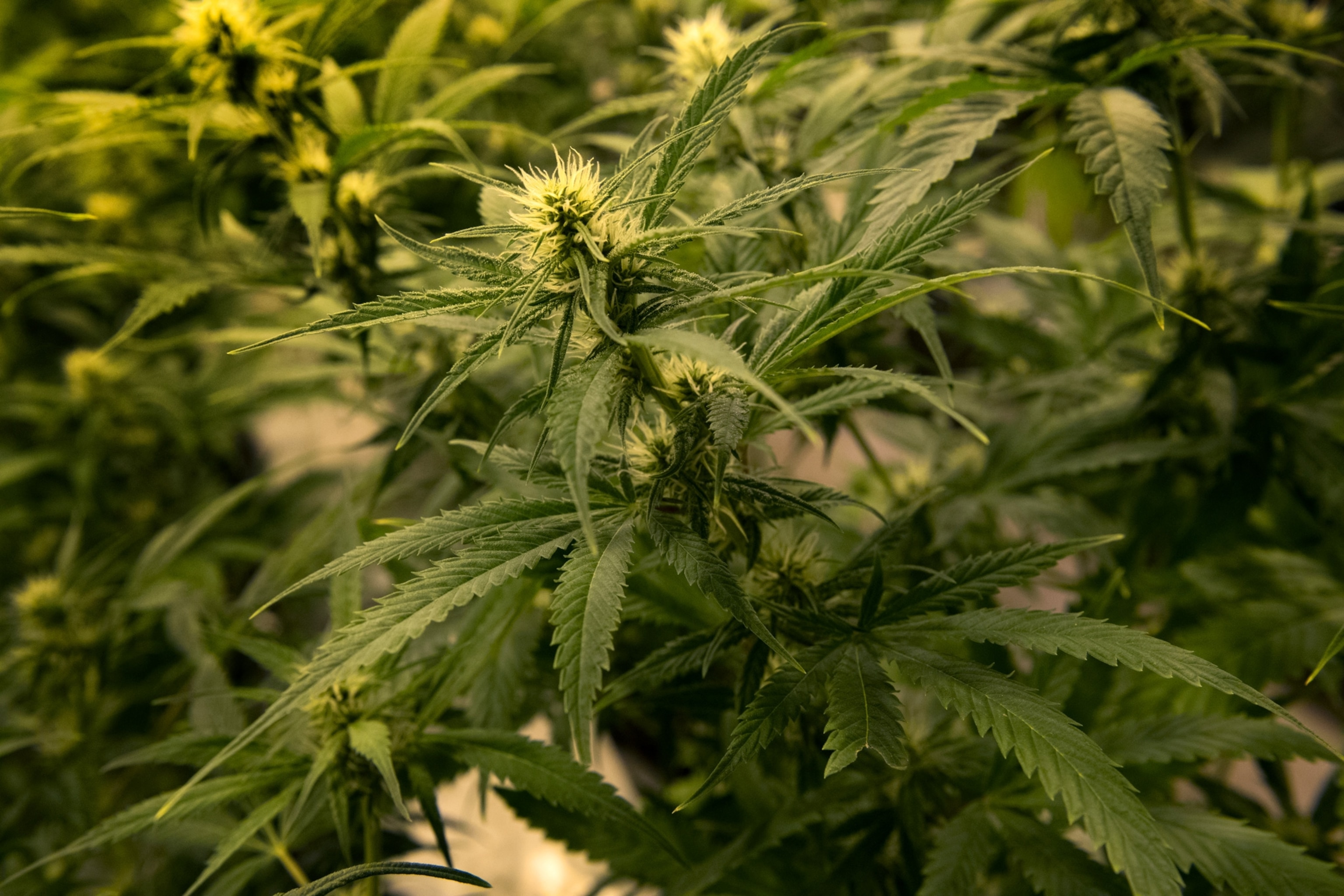 a medical marijuana plant