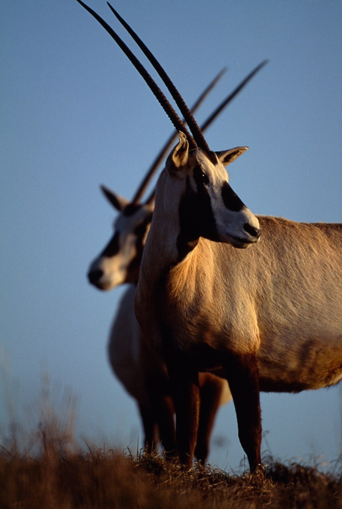 Arabian "Unicorn" Leaps Out of Near Extinction