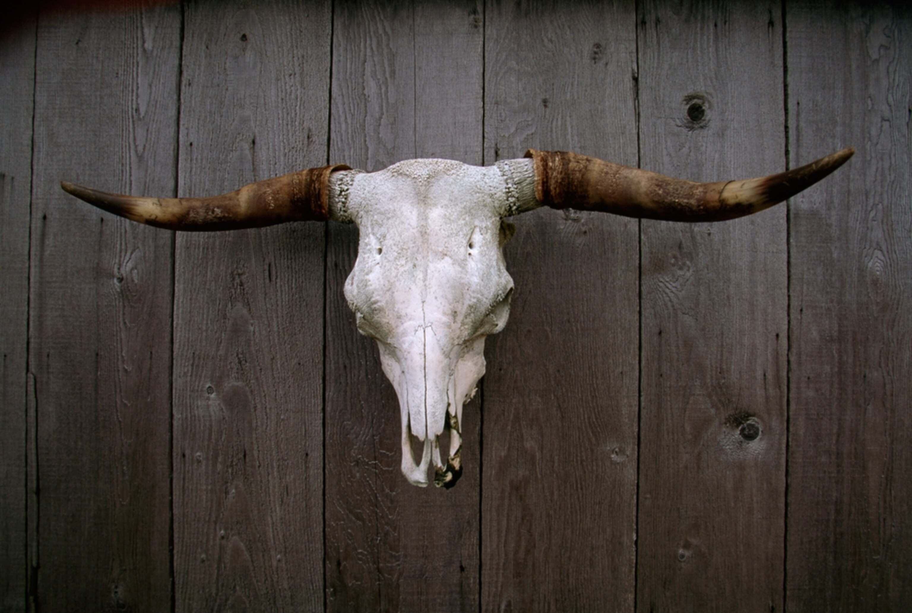 a cow skull hanging on a wall in Alaska