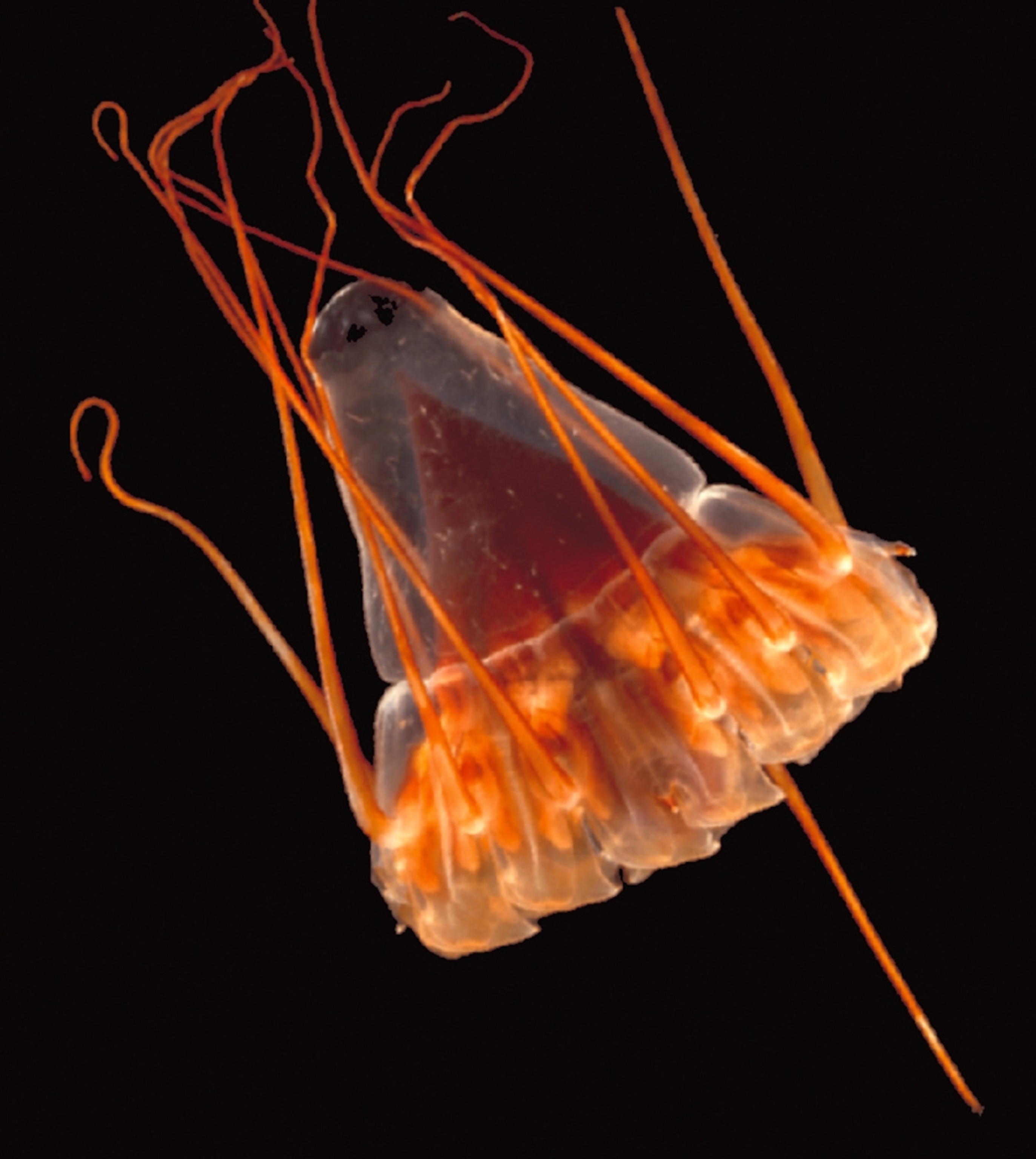 a bioluminescent jellyfish under normal light.