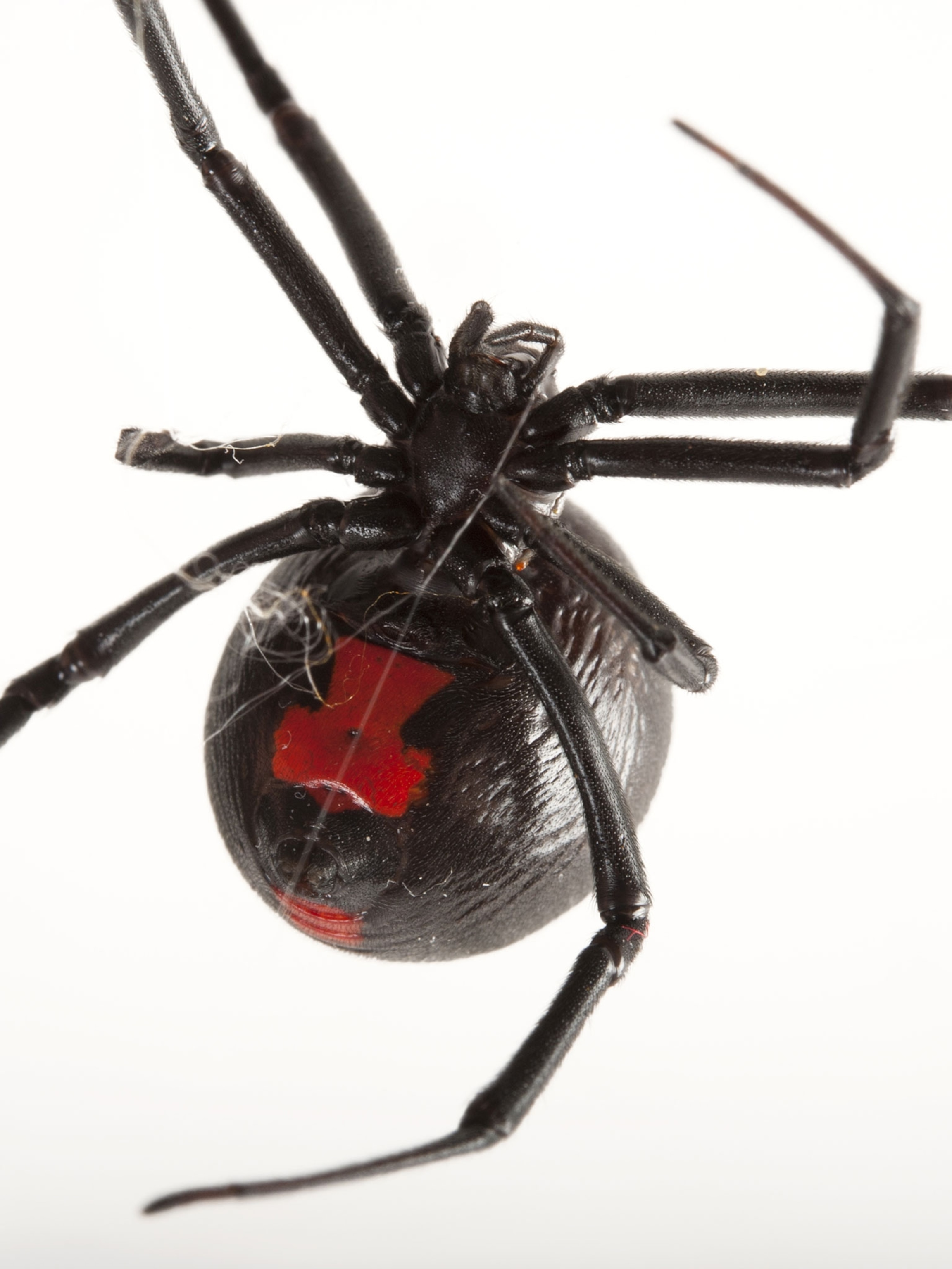 Black Widow Spiders Habitat