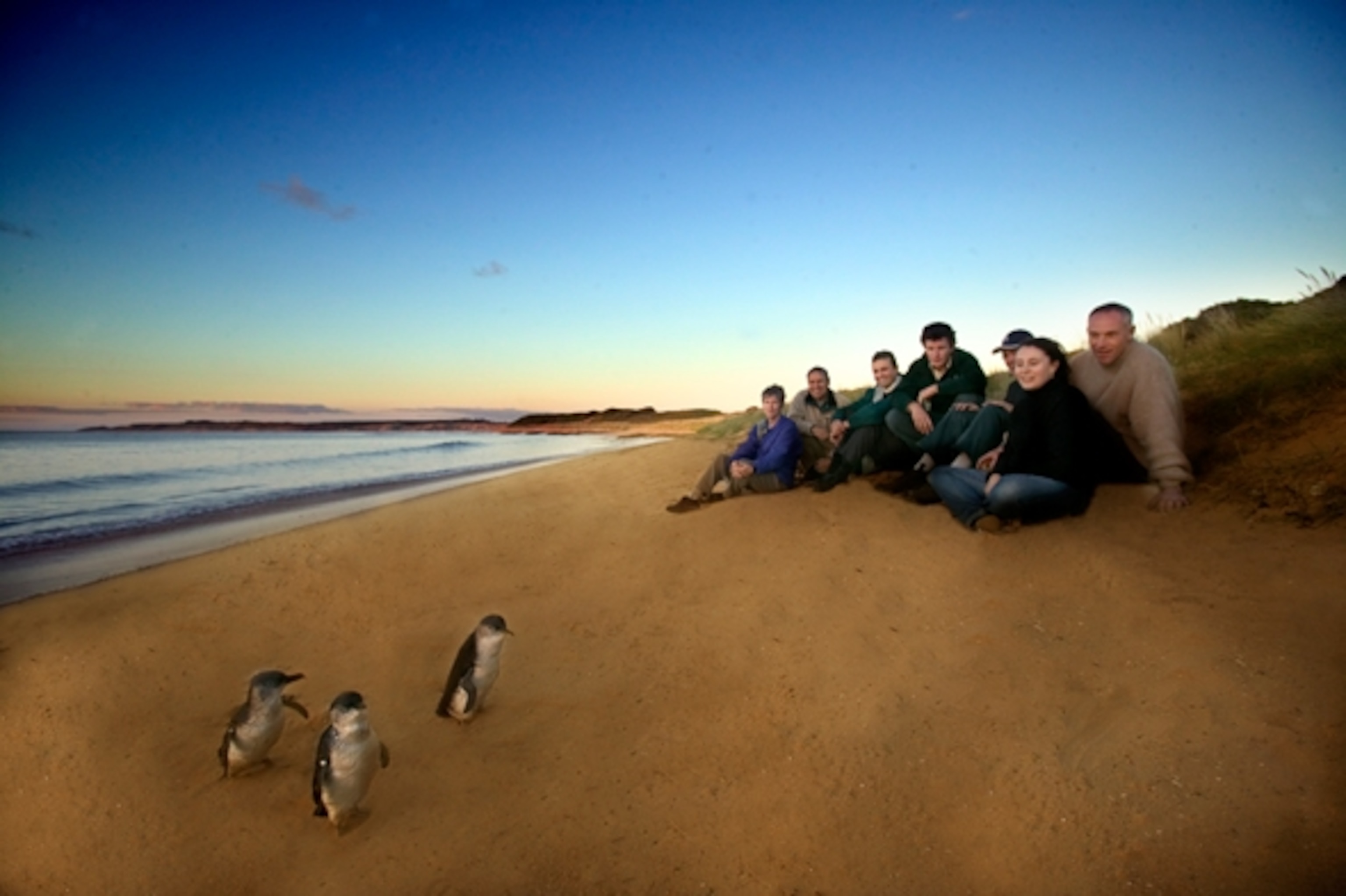 A group watches the Penguin Parade on Phillip Island. (Photograph courtesy Phillip Island Nature Parks)