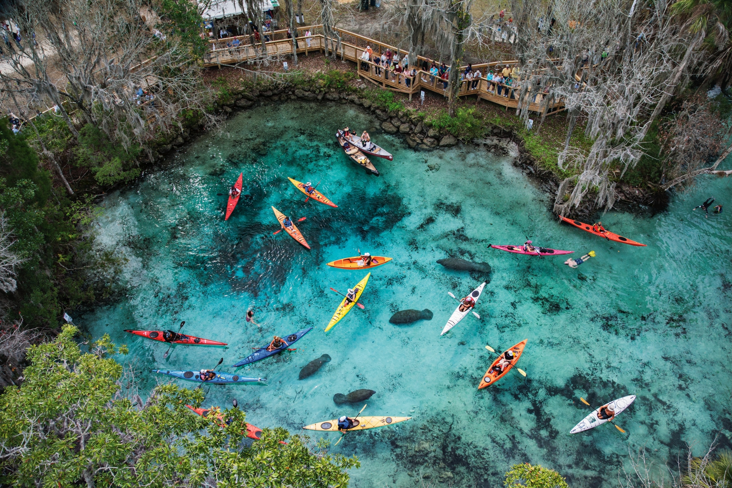 kayaks and manatees