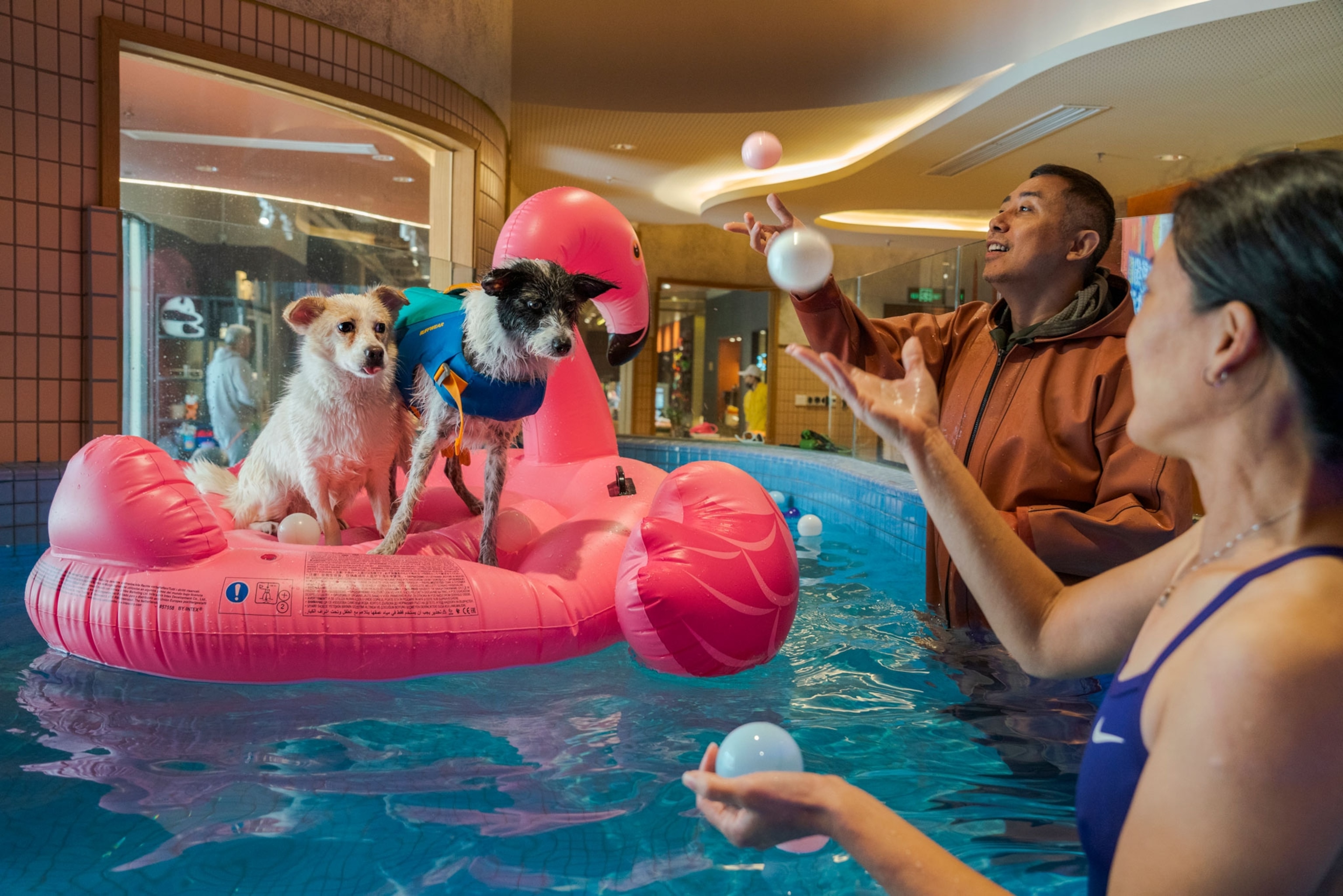 Two dog owners take their pets for a swim at a pet activity center in Shanghai, their two small dogs sit atop a pink flamingo floatie