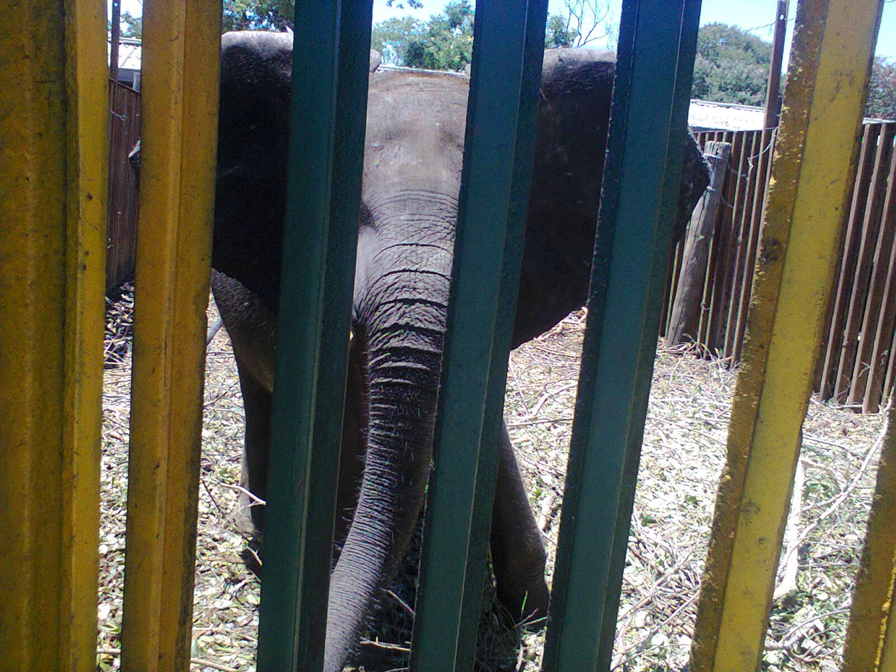 young elephant, separated from its mother in Hwange National Park