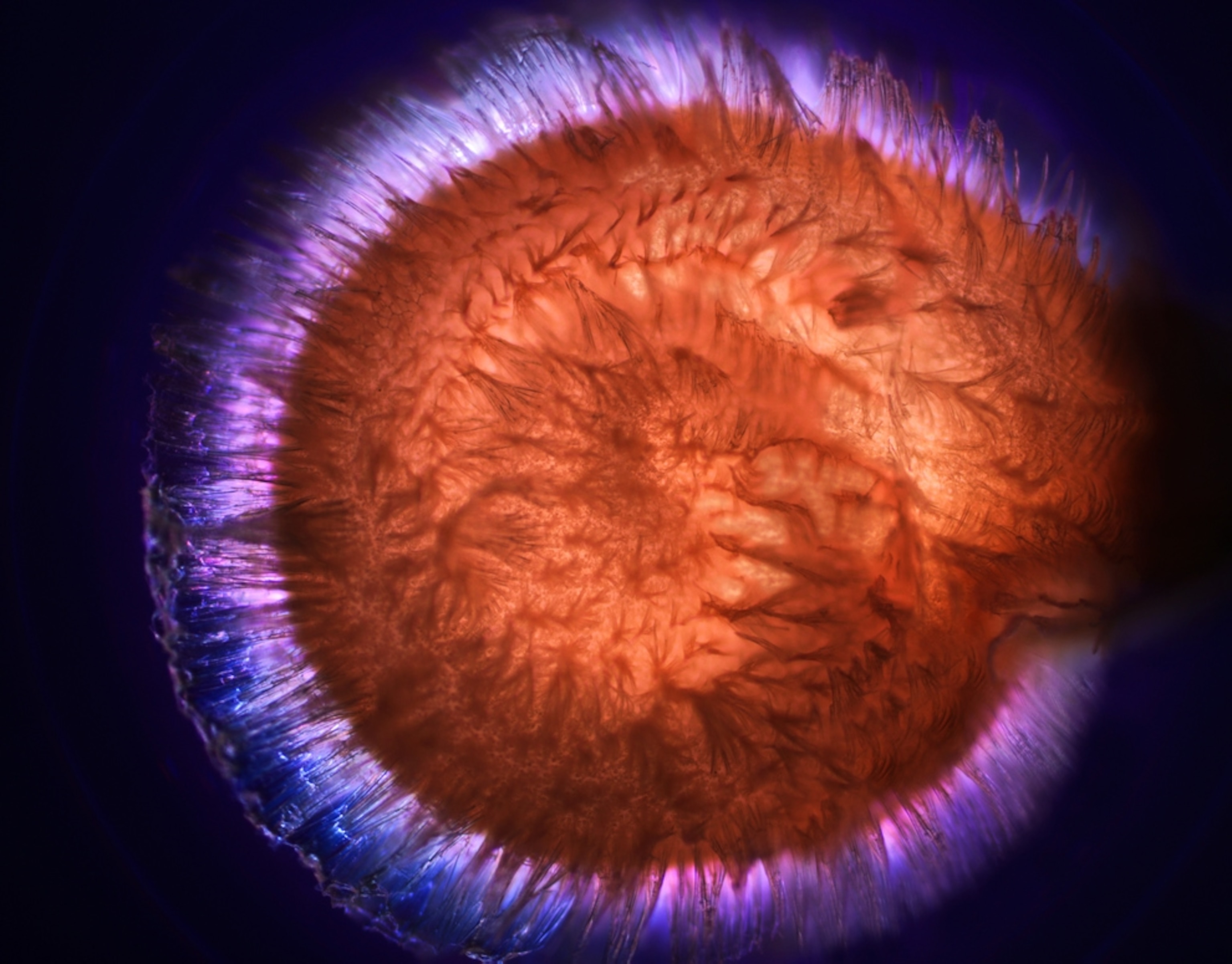 Tomato-seed hair picture