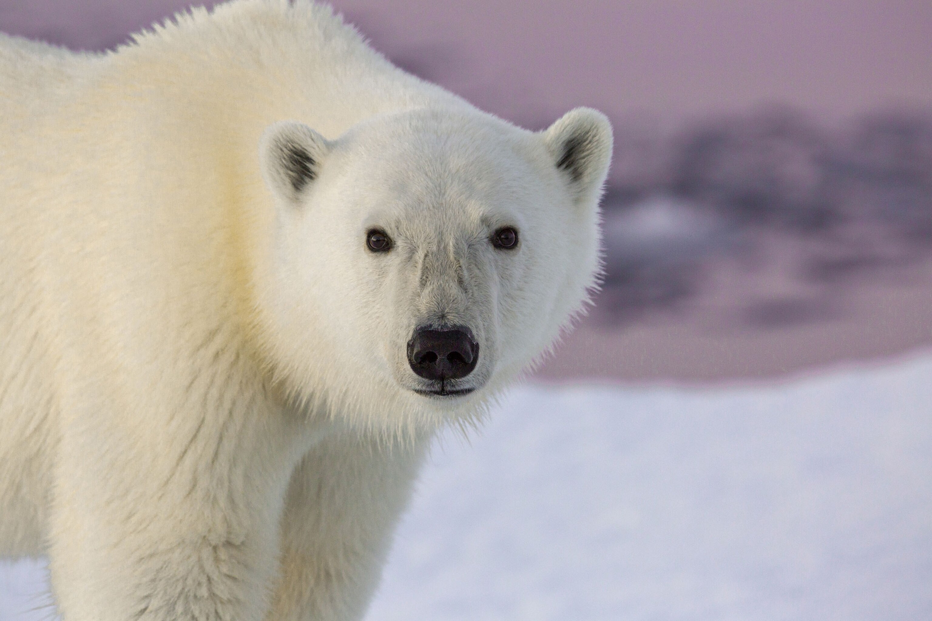 Rare Wildlife Portraits From Photographers Who Click